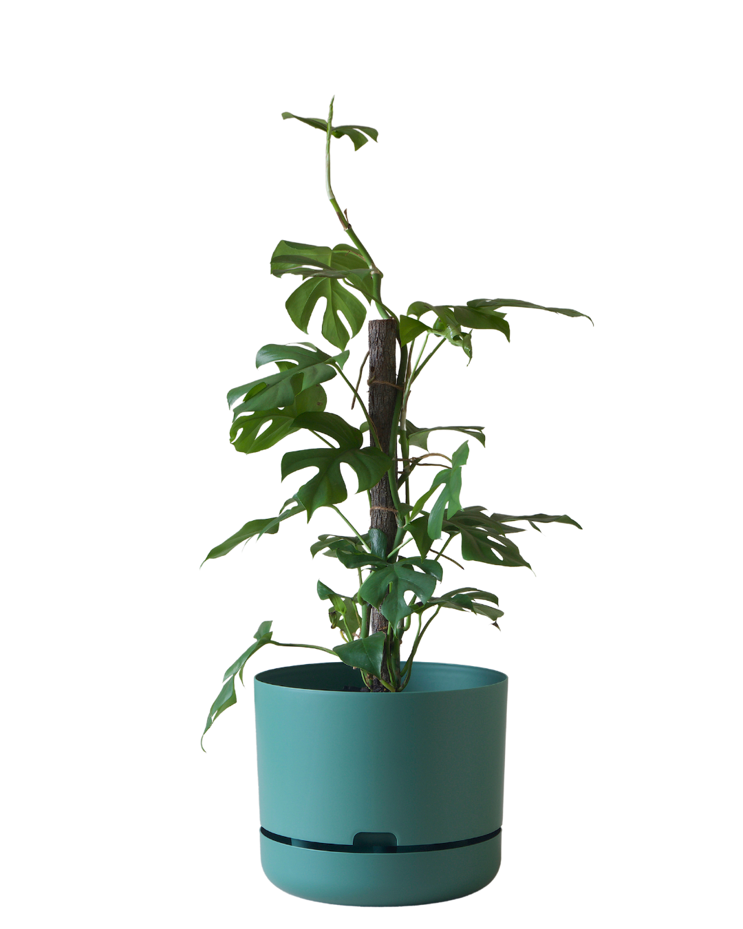 Mr Kitly Self Watering Pot 300MM