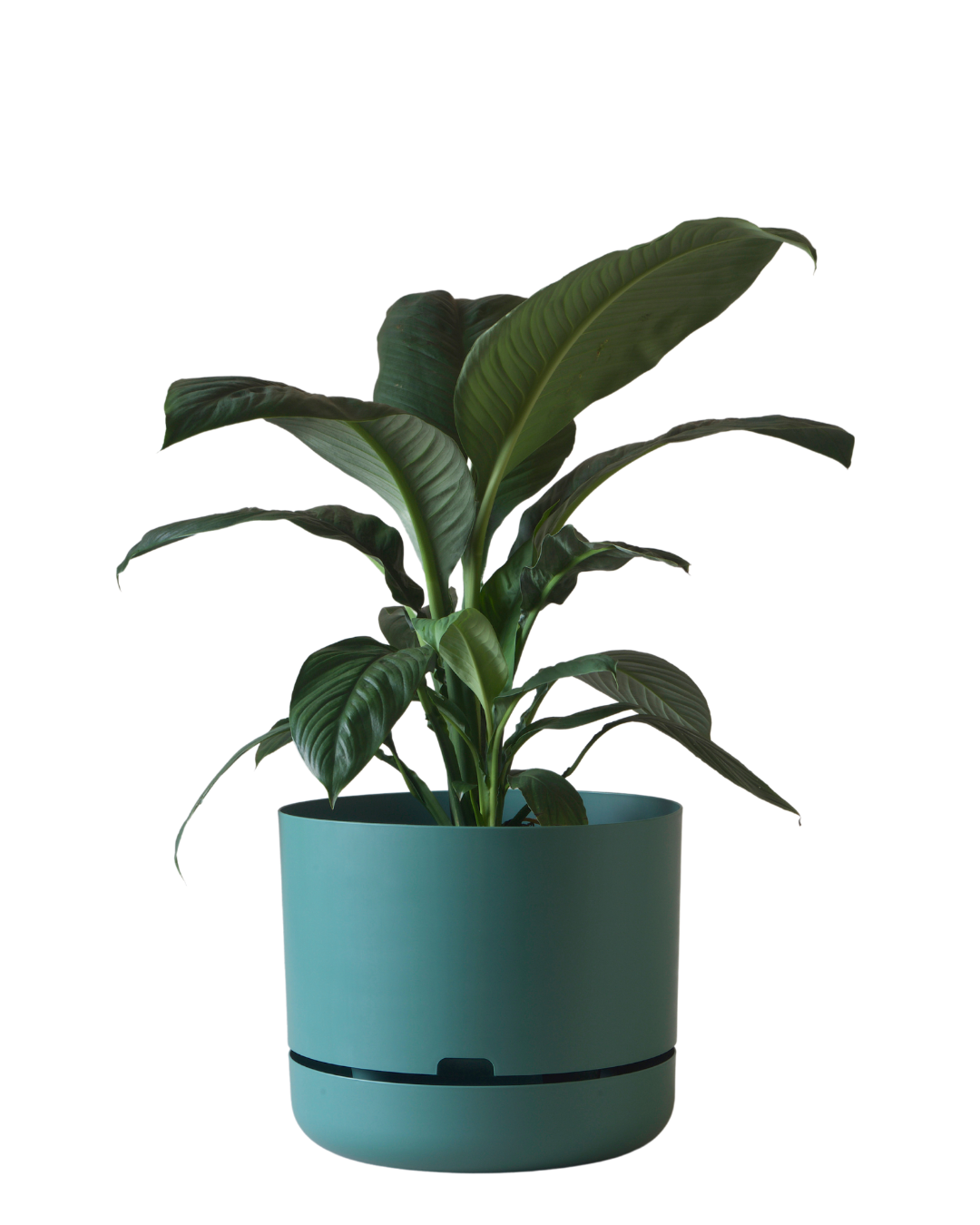 Mr Kitly Self Watering Pot 375MM