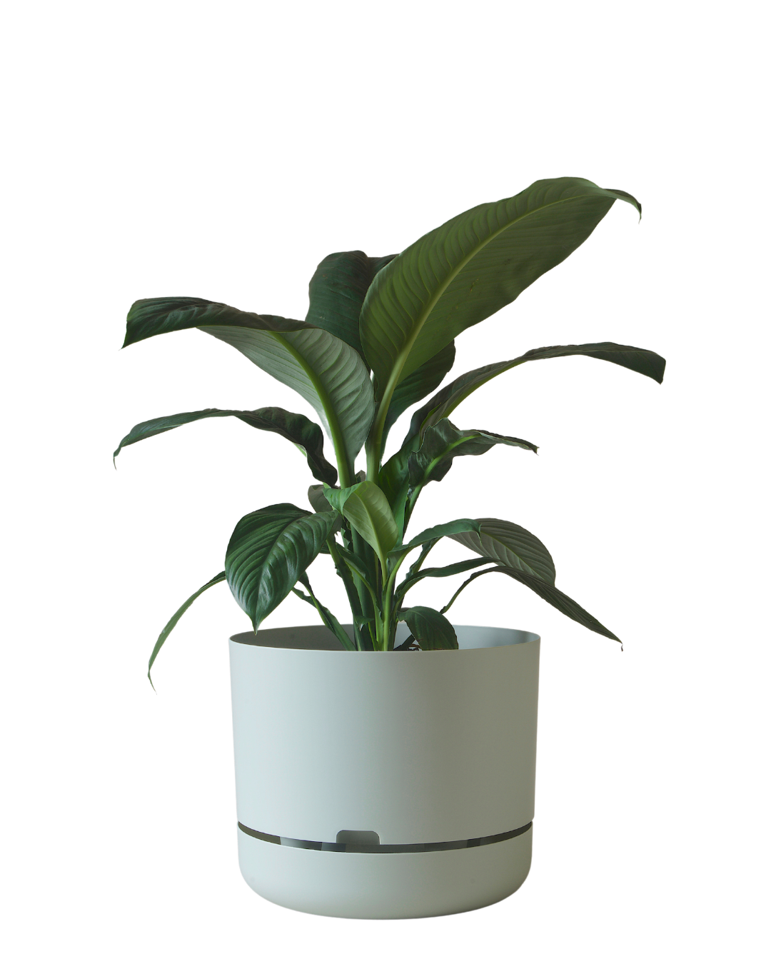 Mr Kitly Self Watering Pot 375MM