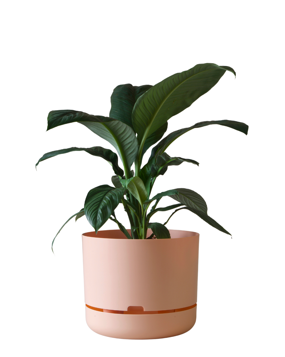 Mr Kitly Self Watering Pot 375MM