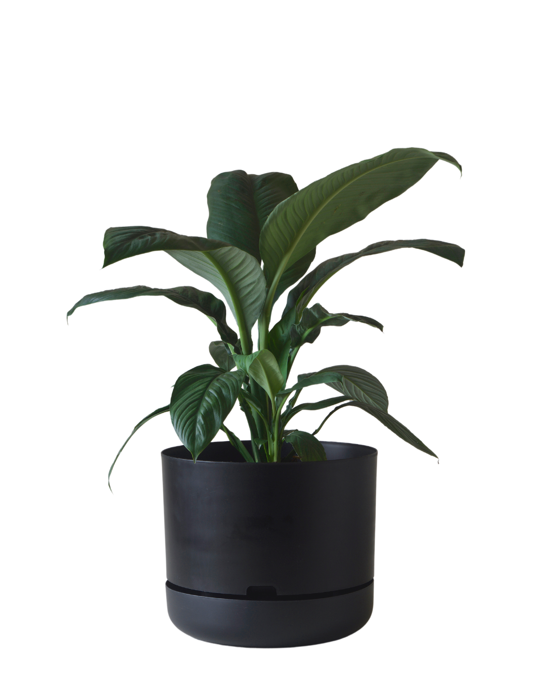 Mr Kitly Self Watering Pot 375MM