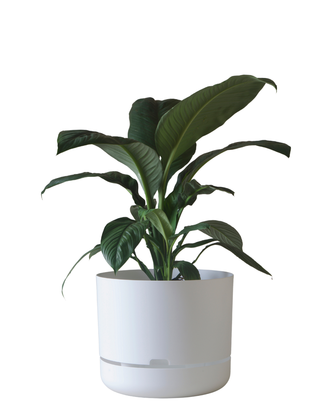 Mr Kitly Self Watering Pot 375MM