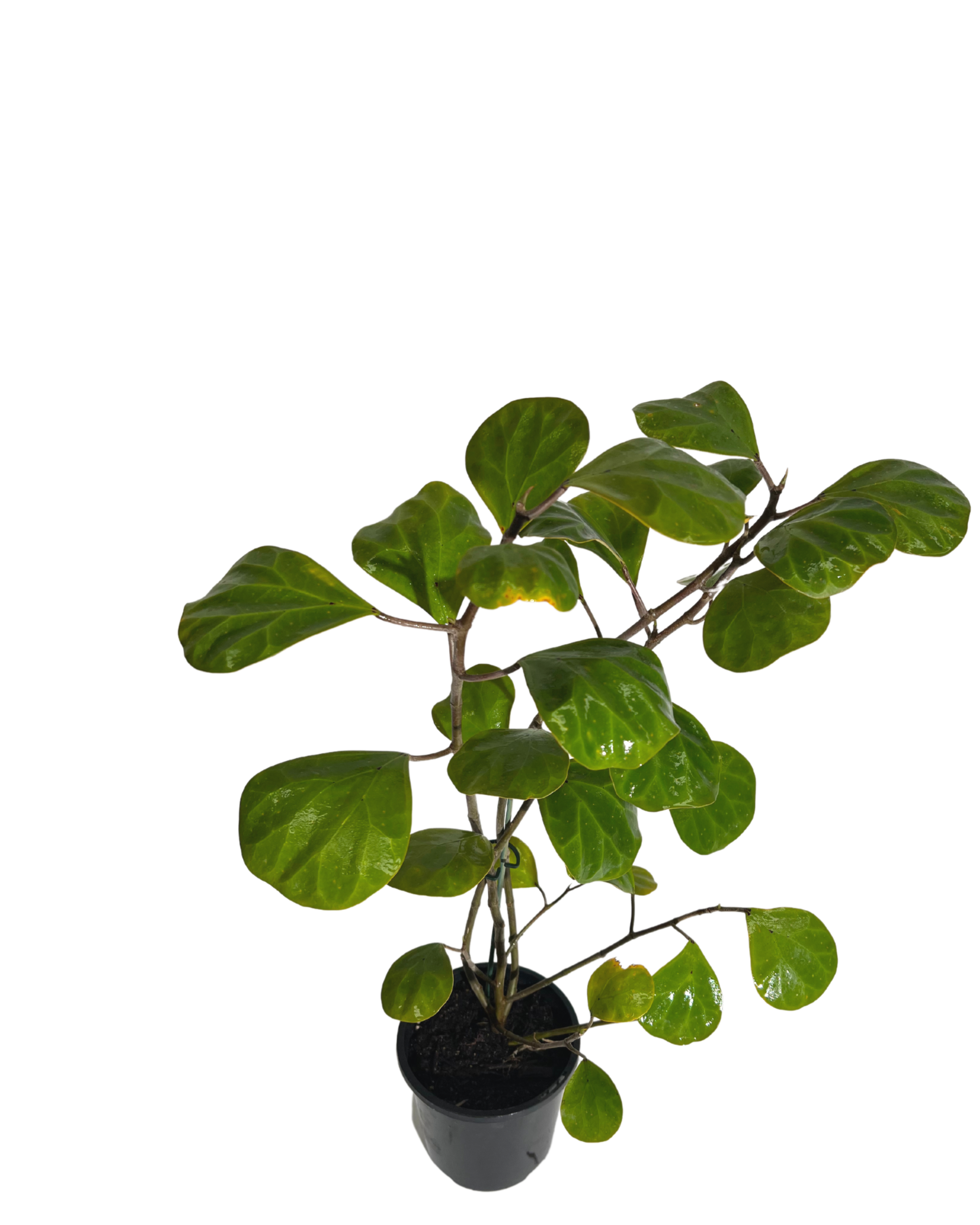 Mistletoe Fig - Ficus Deltoidea