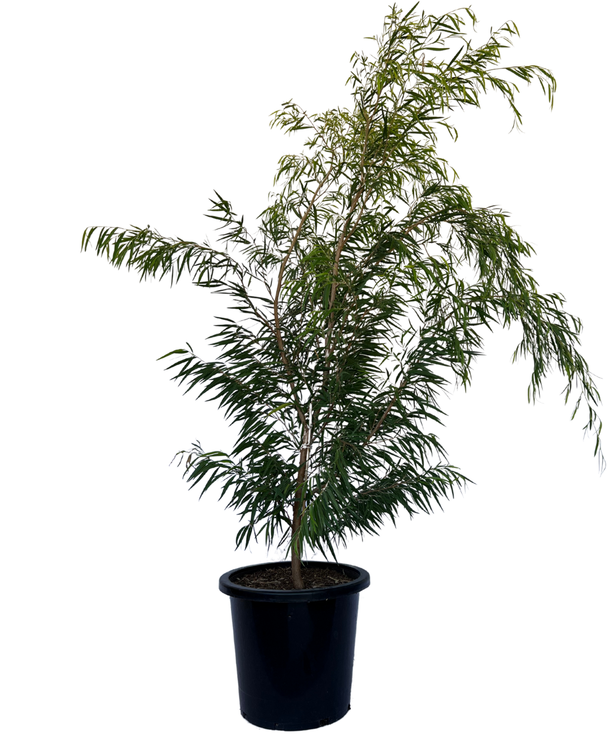 Agonis Flexuosa Lemon and Lime | Native Plant Perth | Waldecks