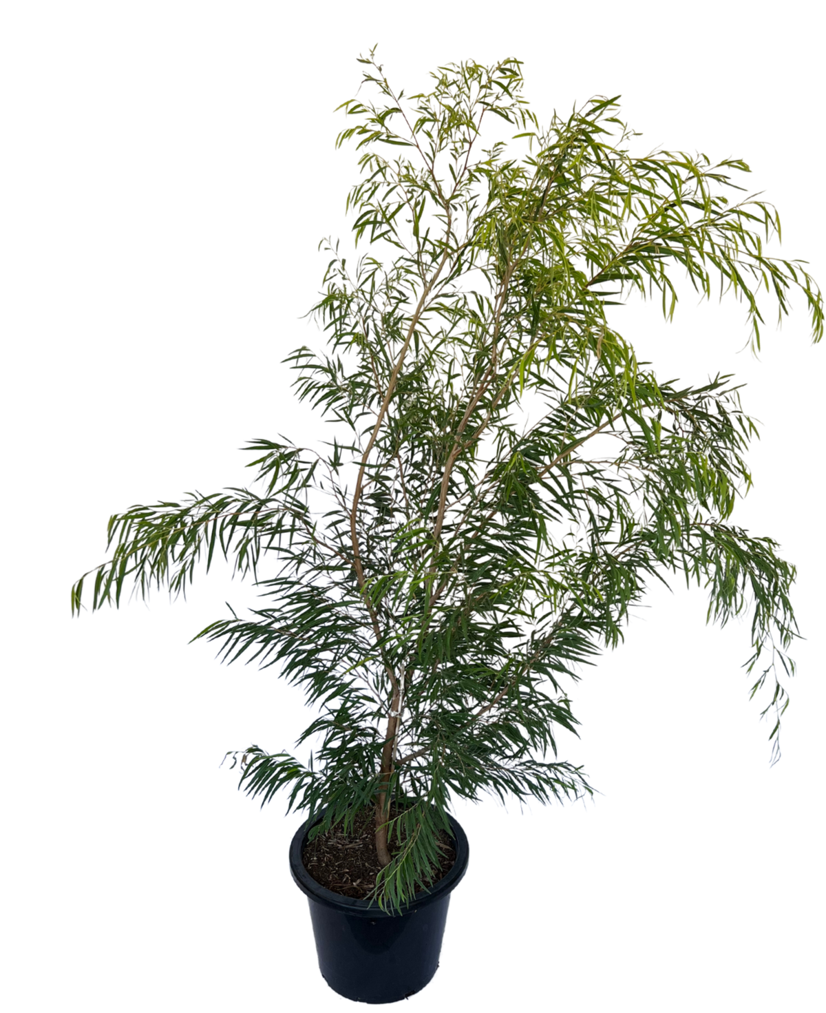 Agonis Flexuosa Lemon and Lime | Native Plant Perth | Waldecks