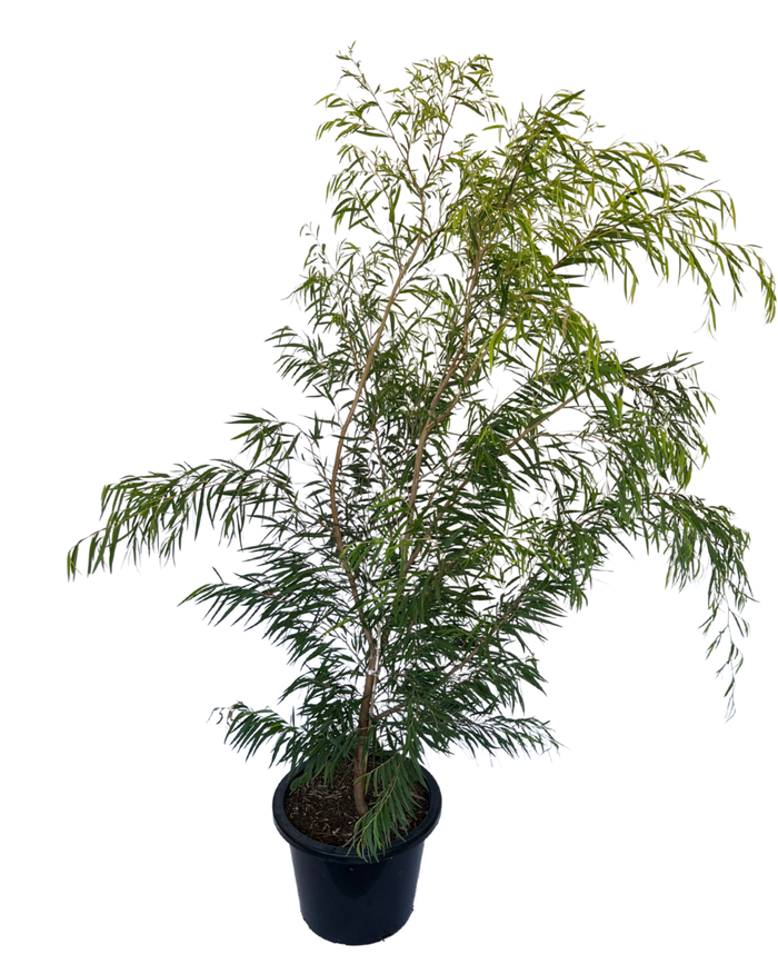 Peppermint Willow Agonis Lemon And Lime