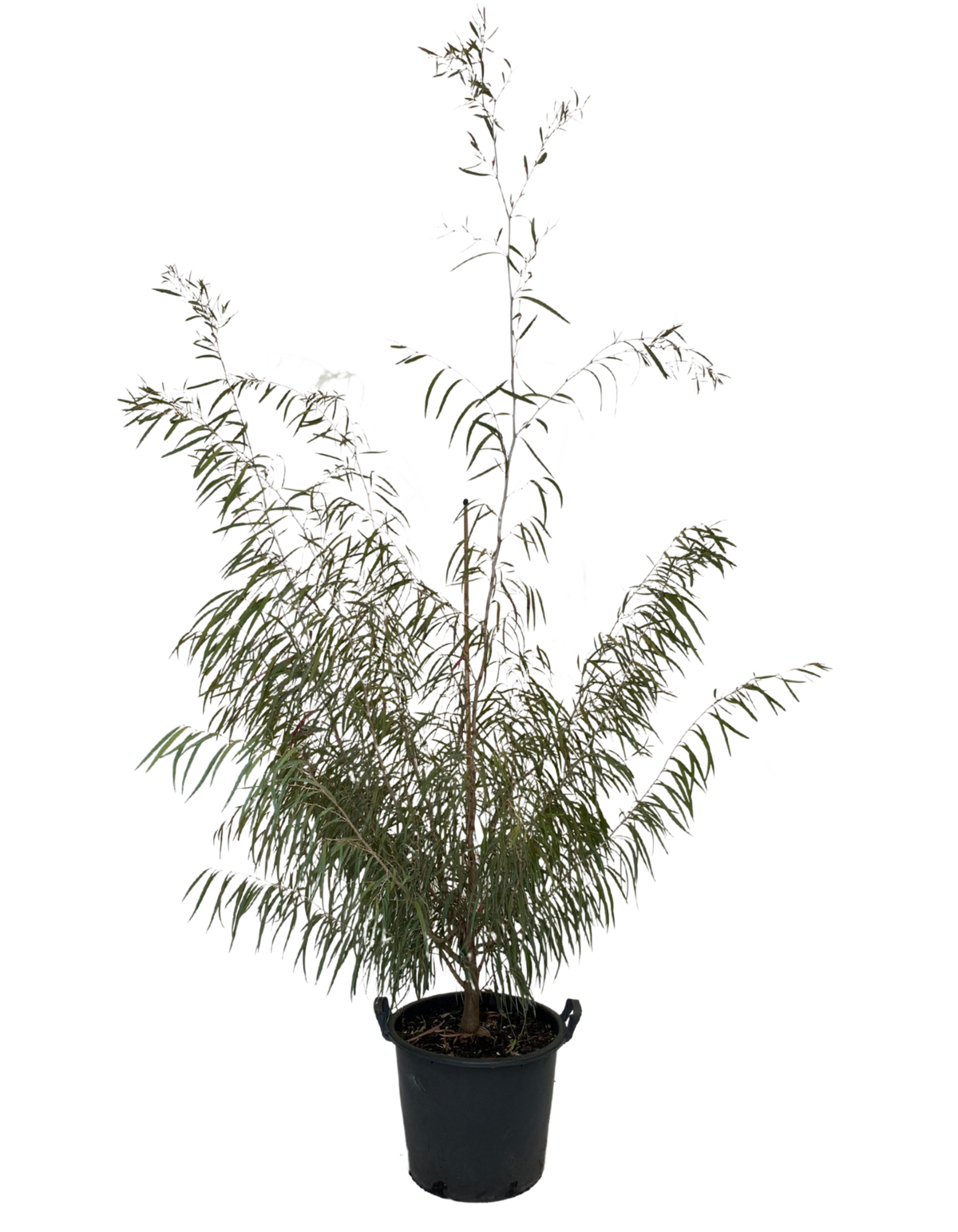 Agonis Flexuosa Burgundy