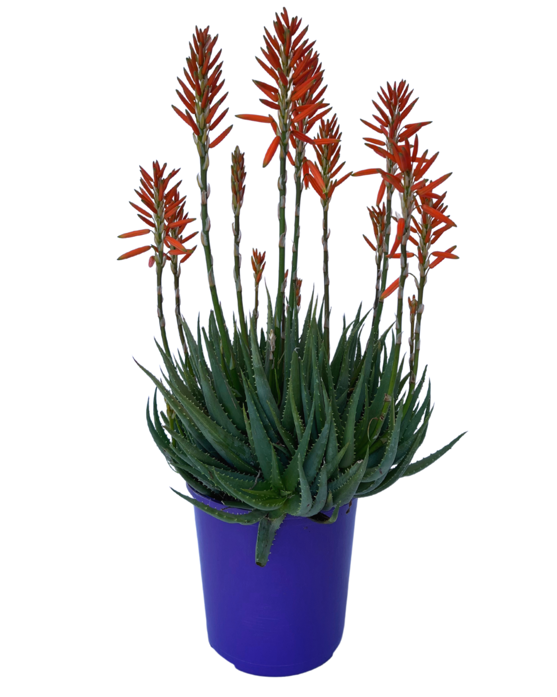 Aloe Sea Urchin