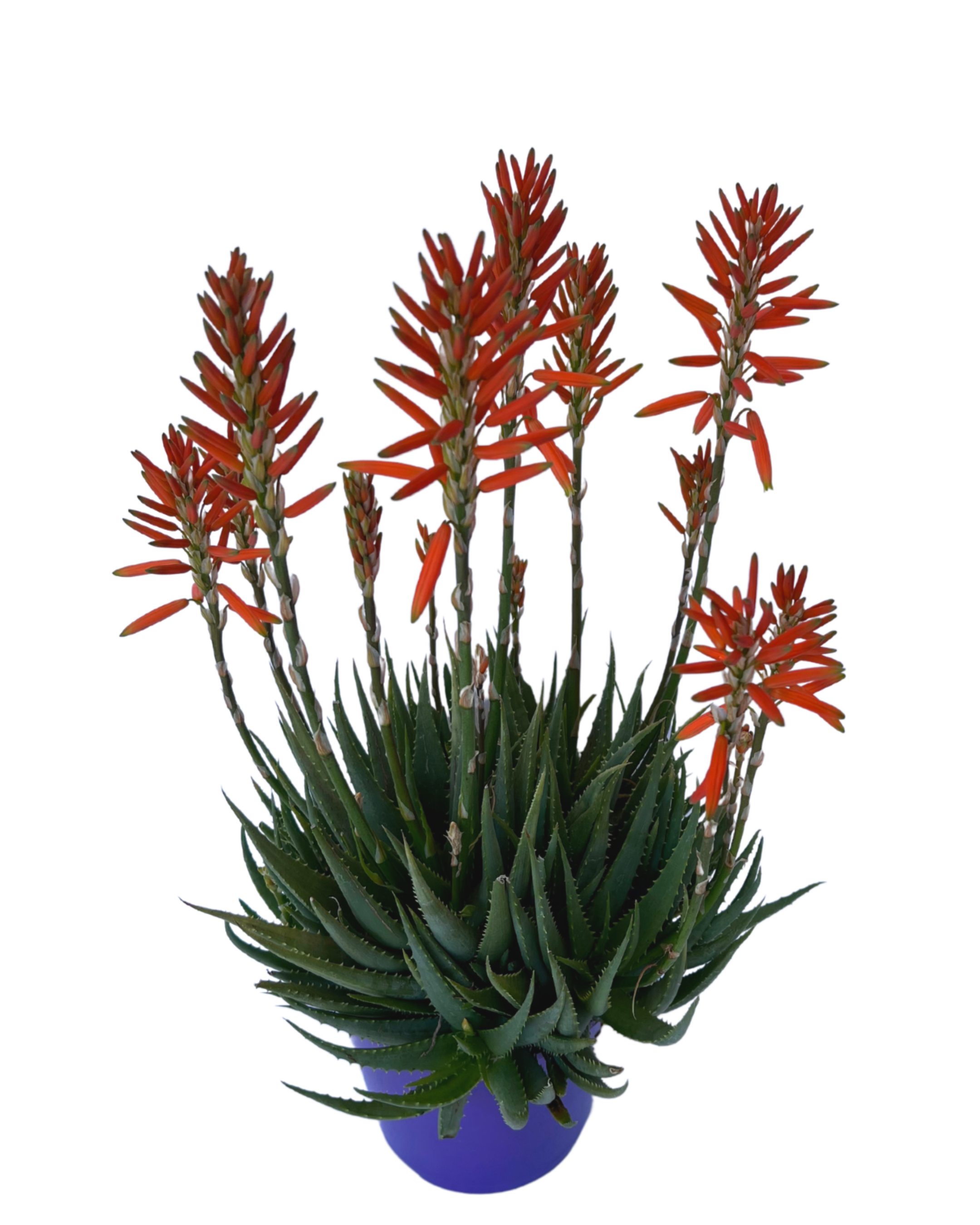 Aloe Sea Urchin