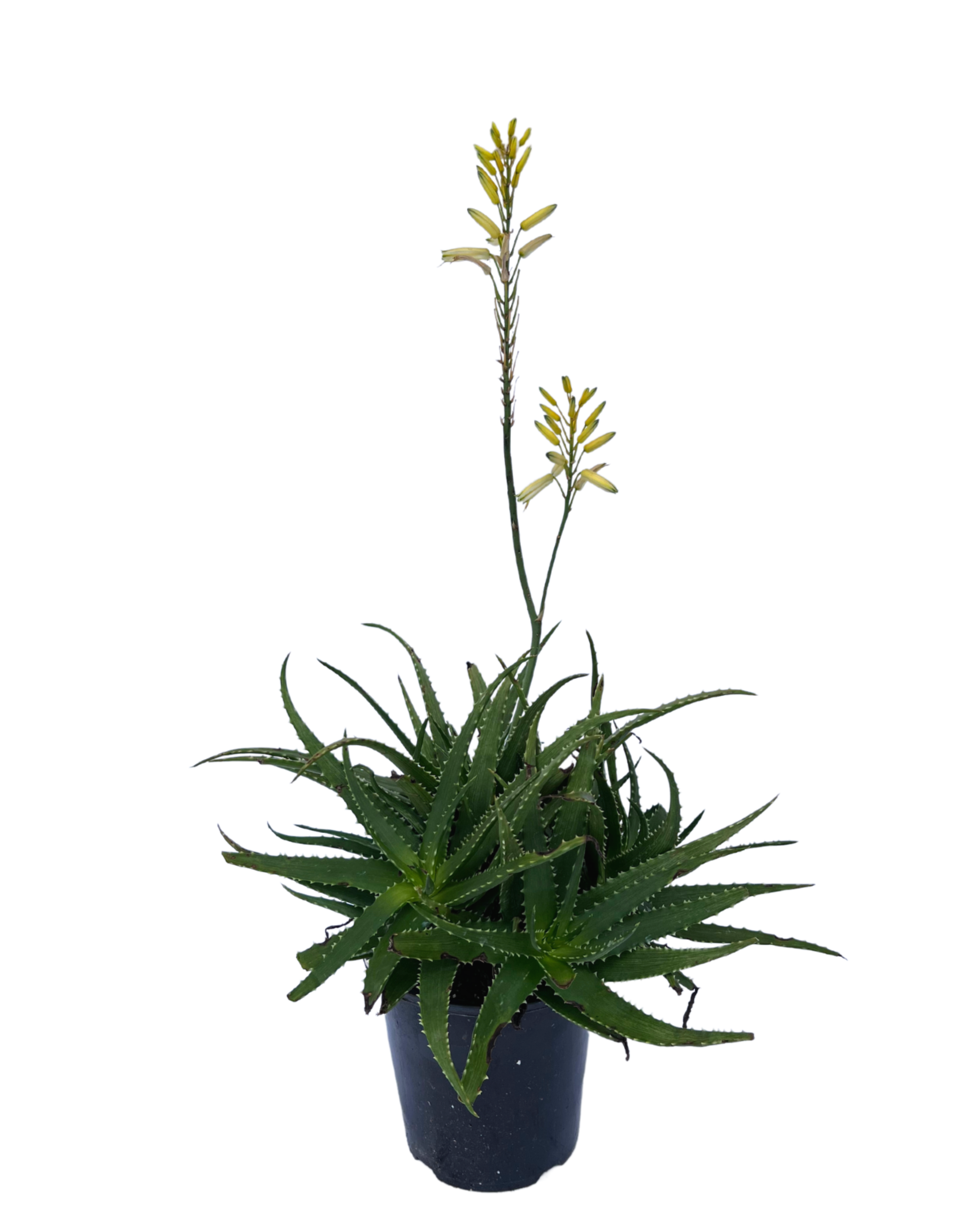 Aloe - Bush Baby Yellow