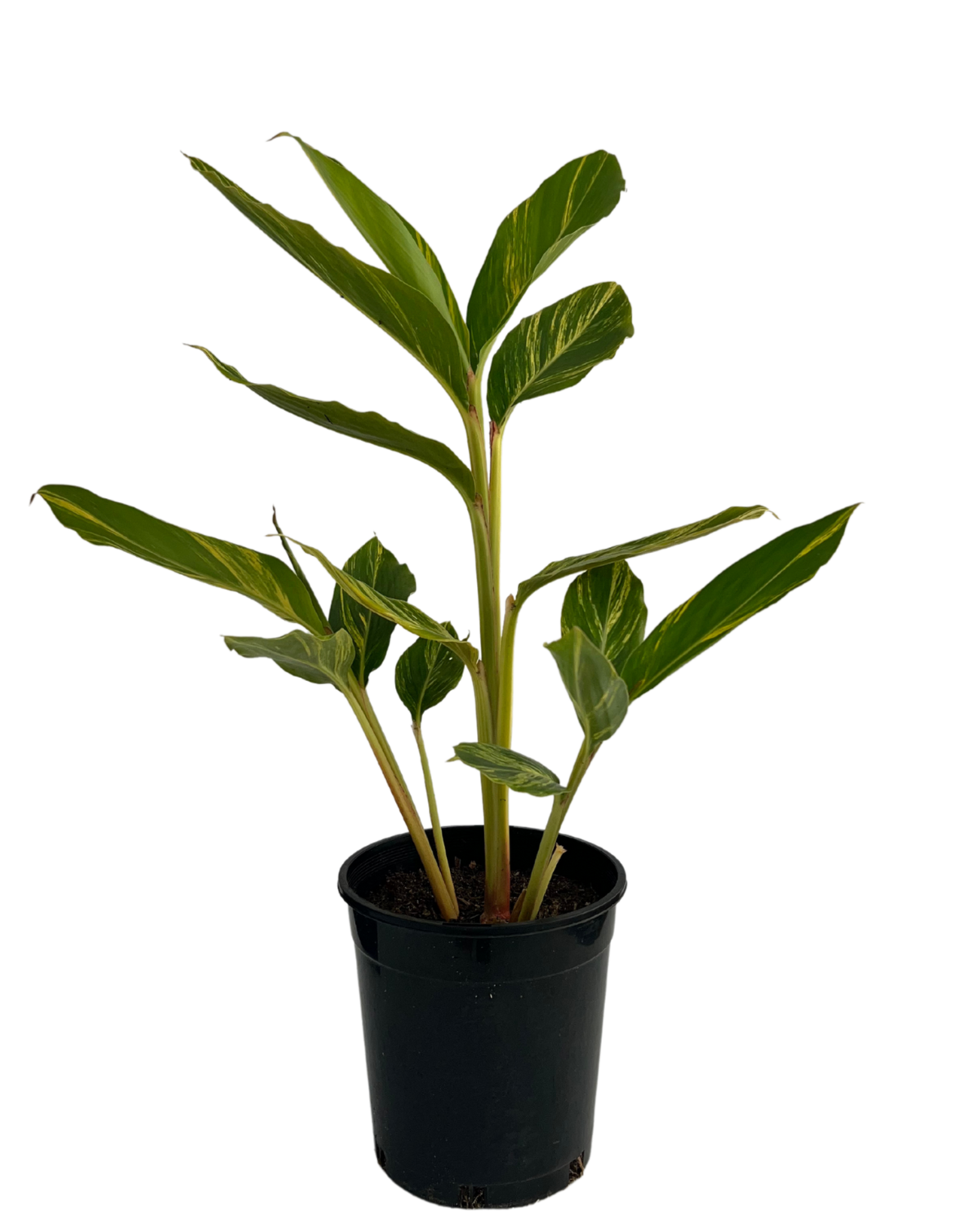 Shell Ginger Tea Shell Ginger - Alpinia Zerumbet Variegata | Shrub Perth | Waldecks