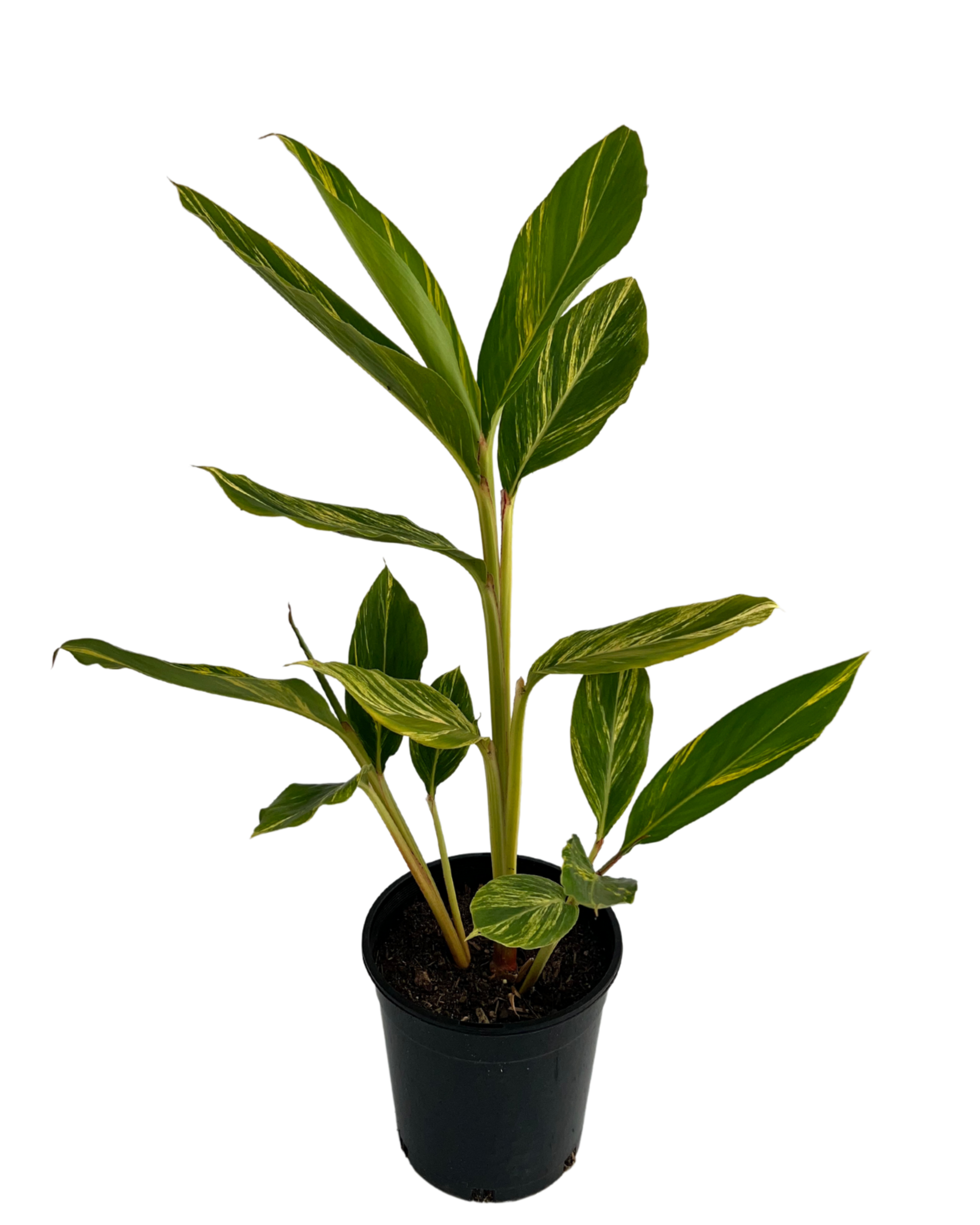 Shell Ginger Alpinia Zerumbet Variegata