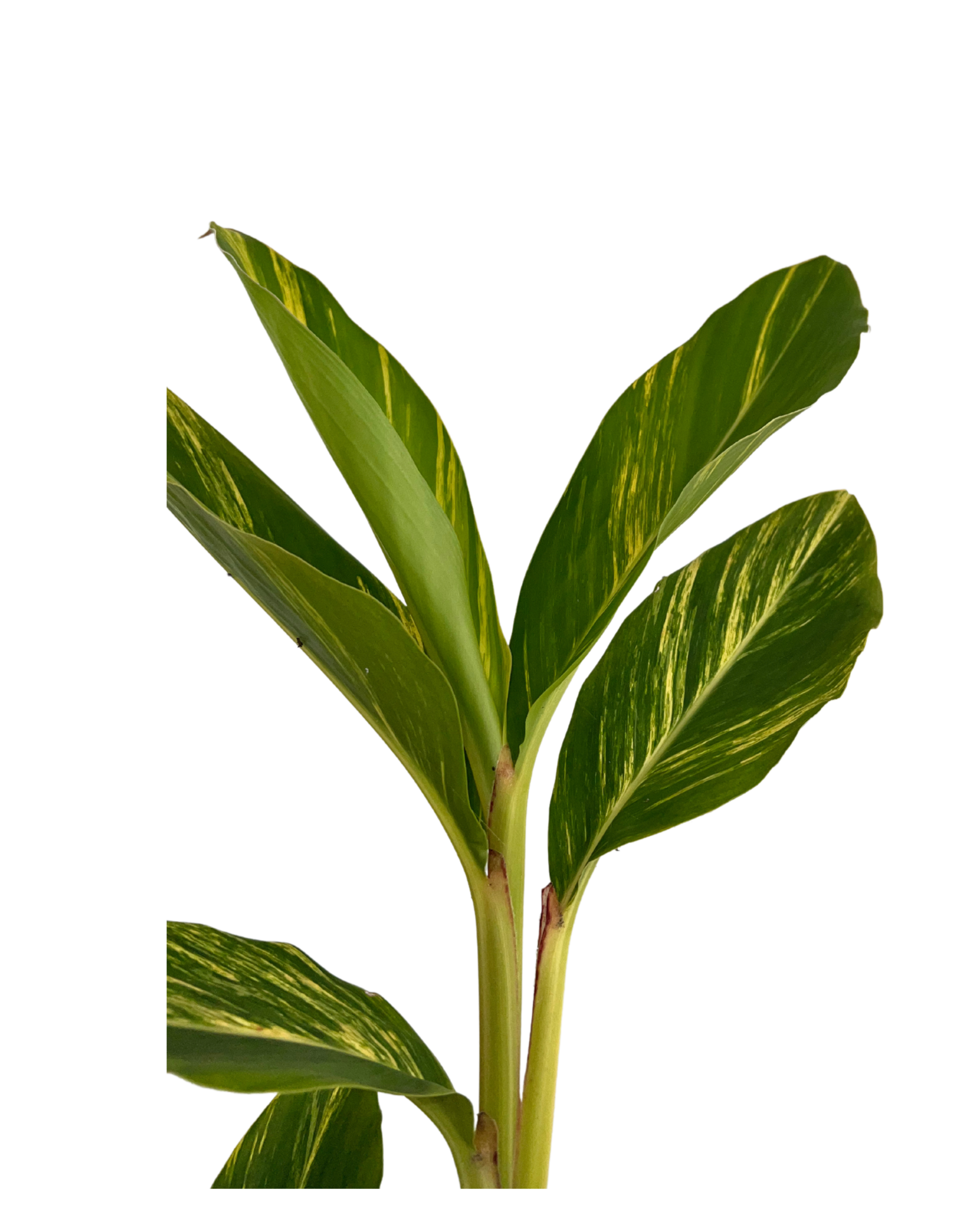 Shell Ginger - Alpinia Zerumbet Variegata