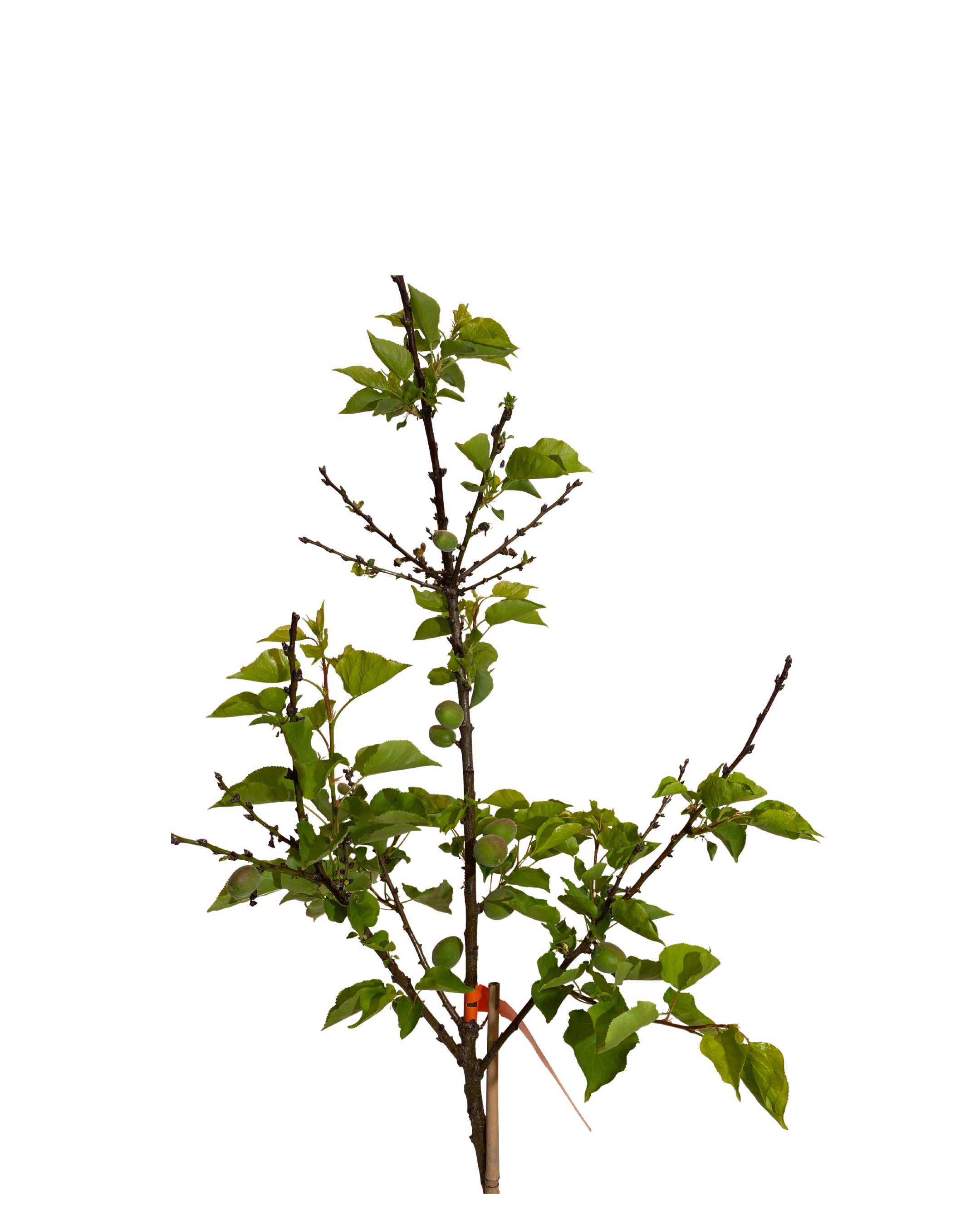 Apricot Royal - Prunus Ameniaca Royal