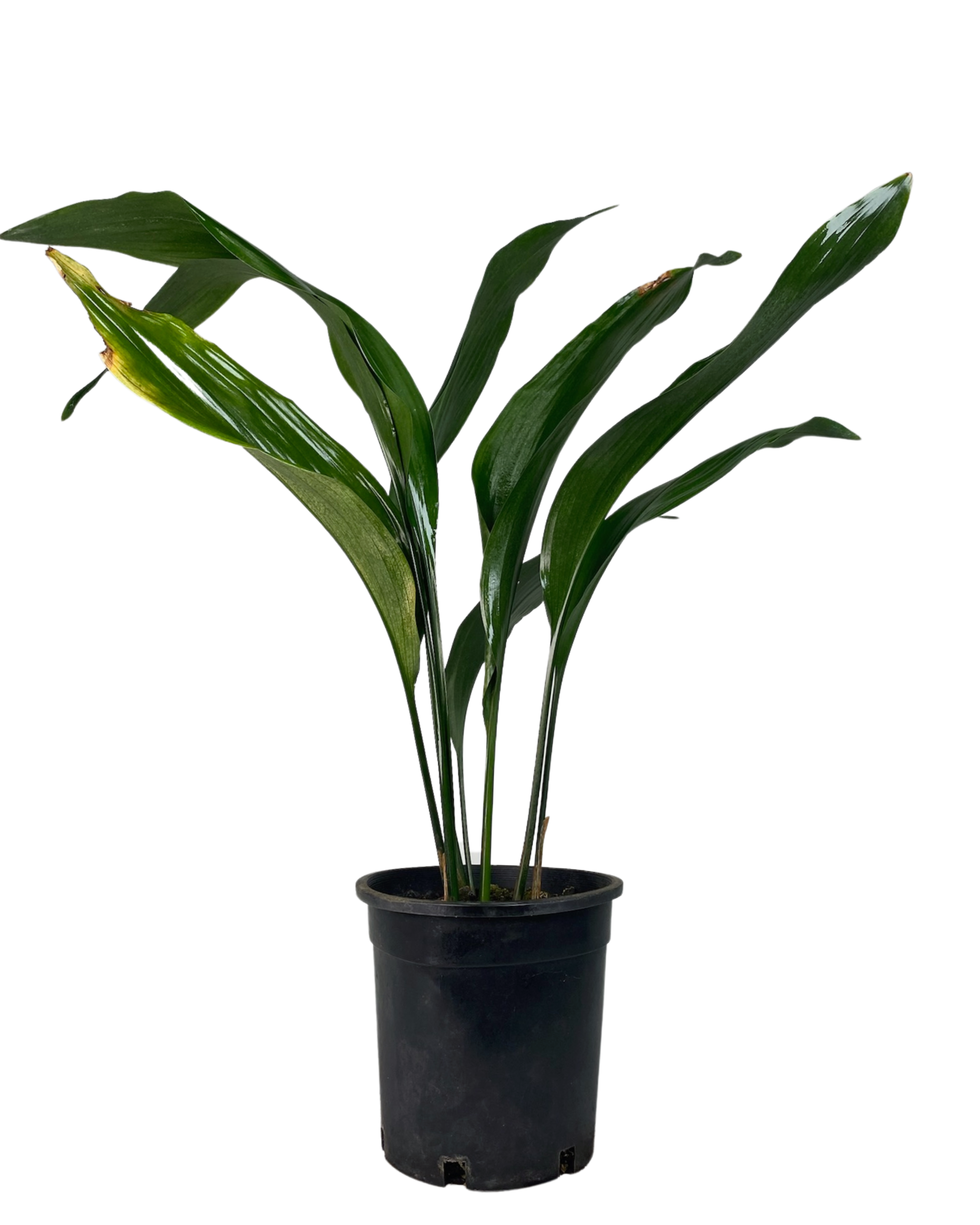 Aspidistra - Cast Iron Plant