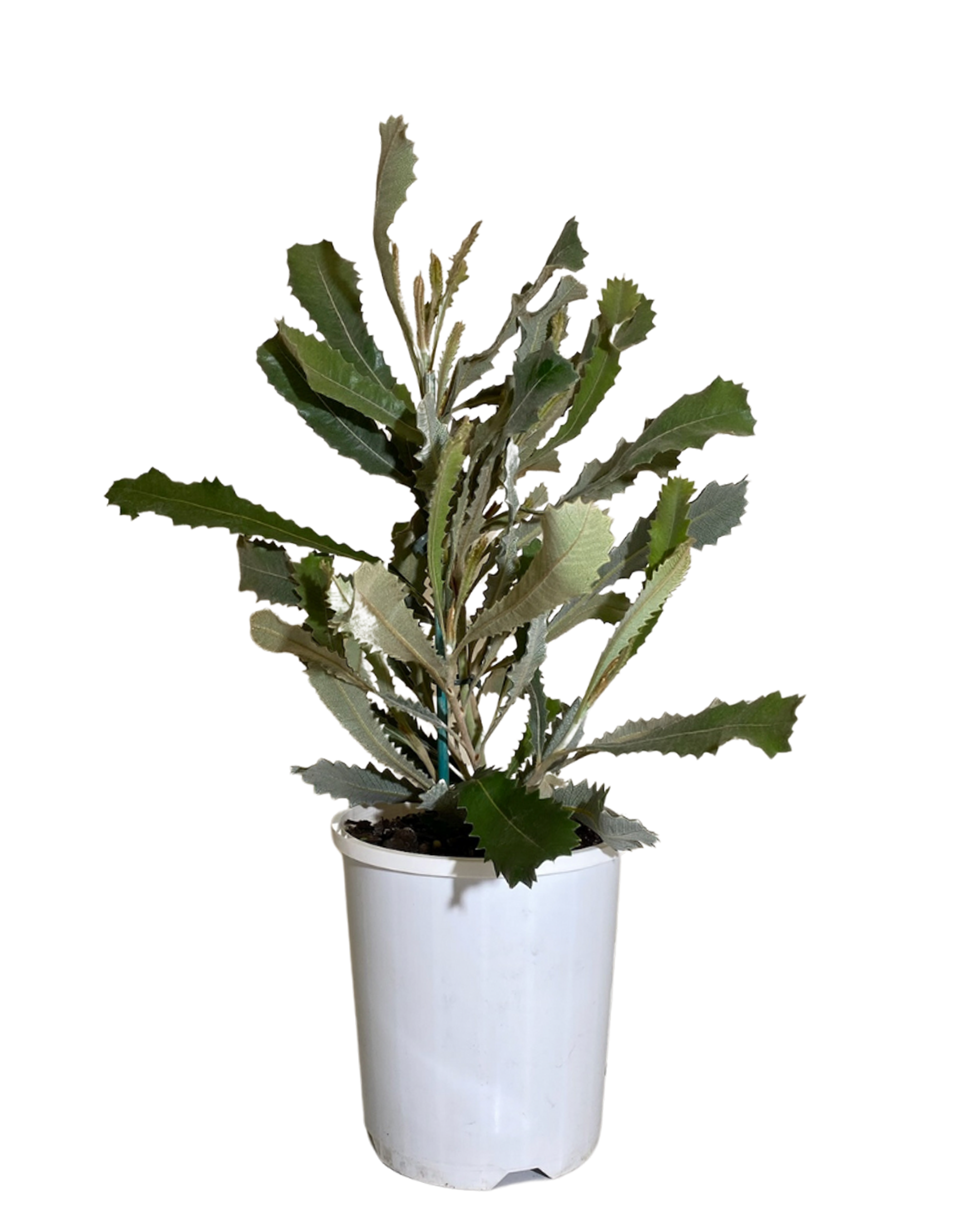 Banksia Baueri