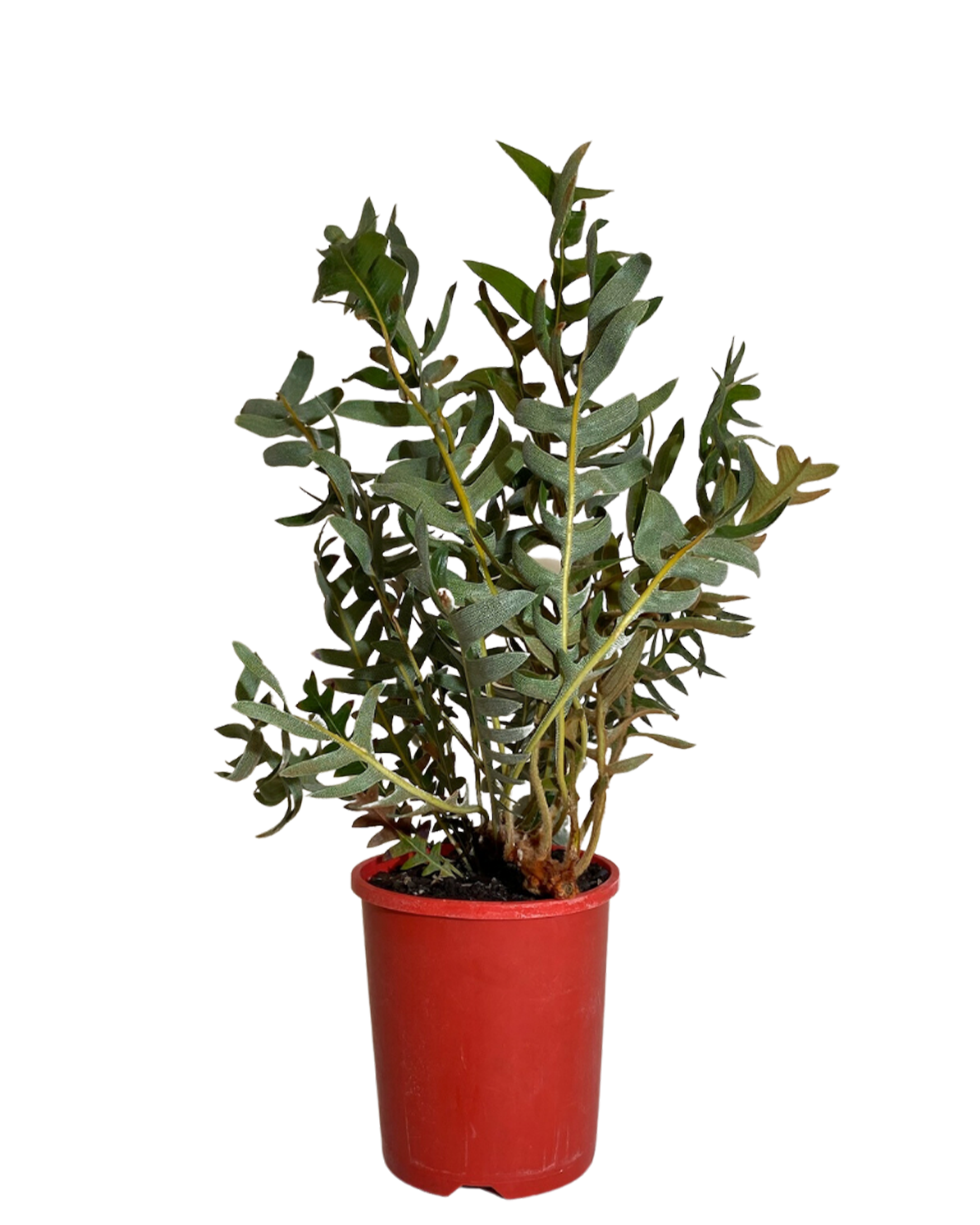 Banksia Blechnifolia