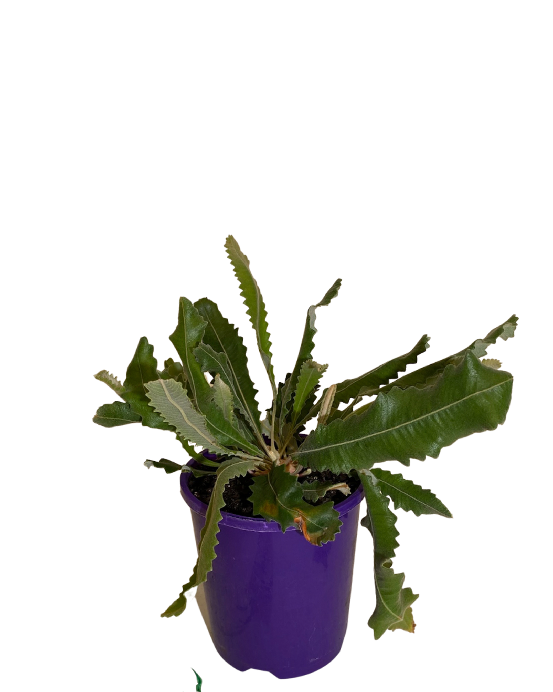 Banksia Petiolaris