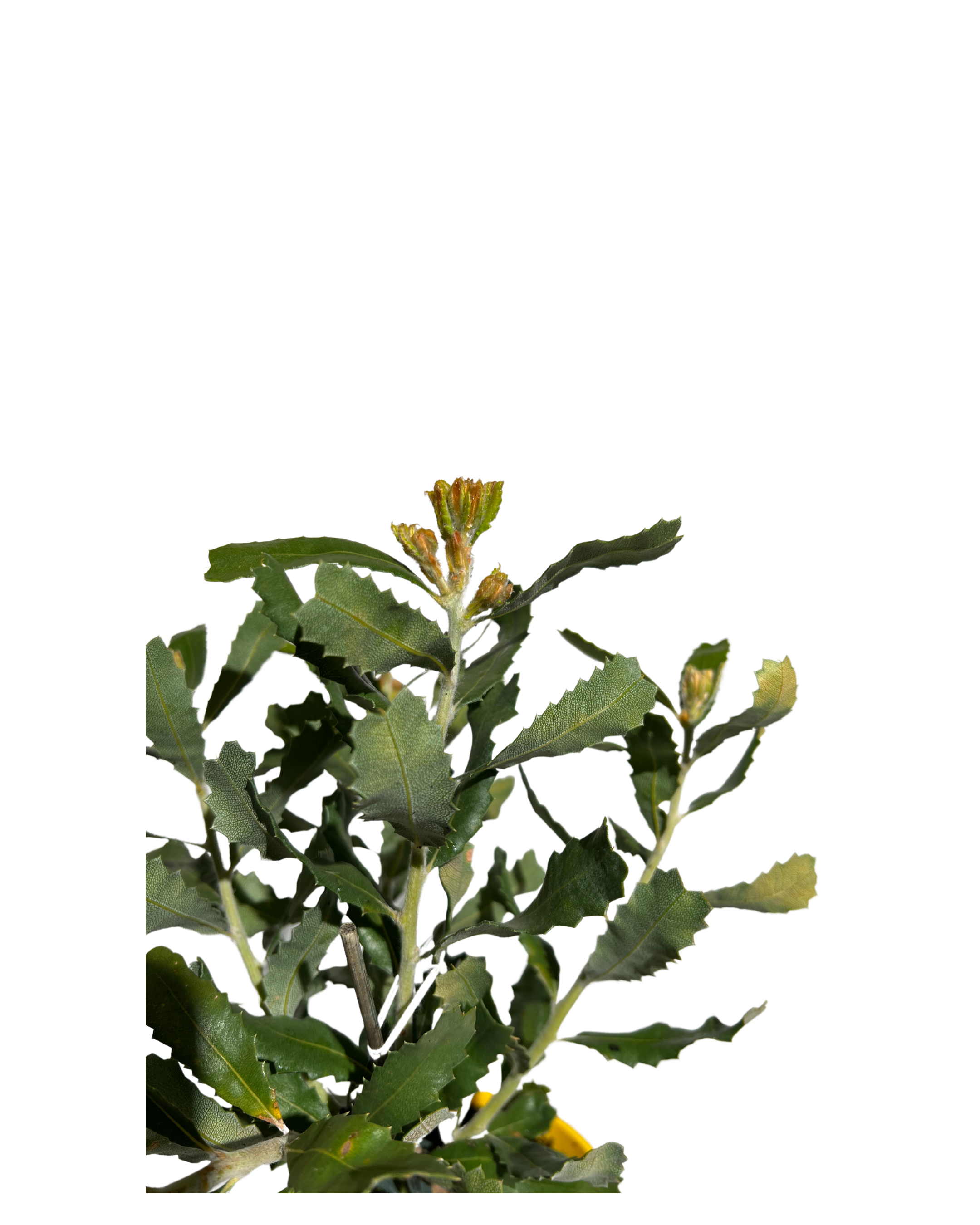 Banksia Sceptrum