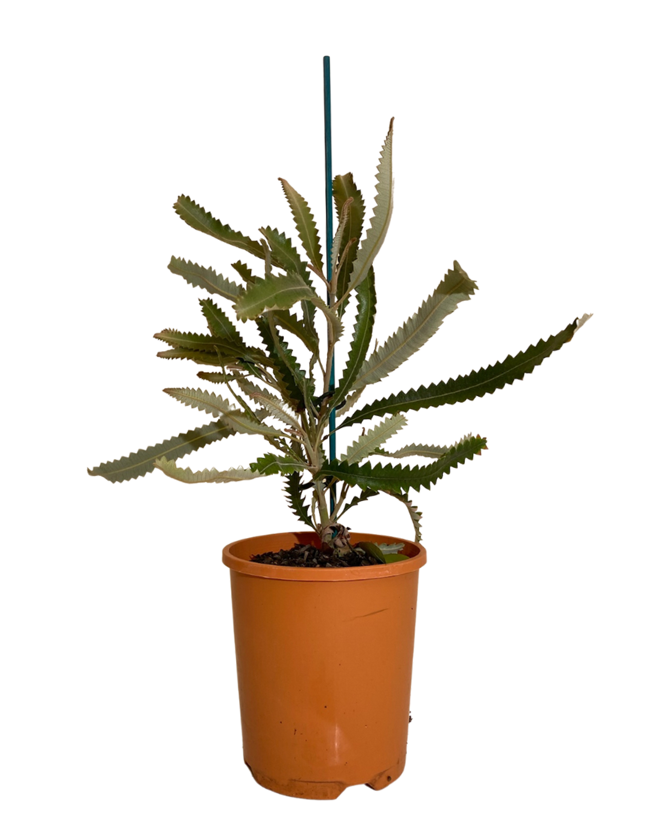 Banksia Menziesii Dwarf