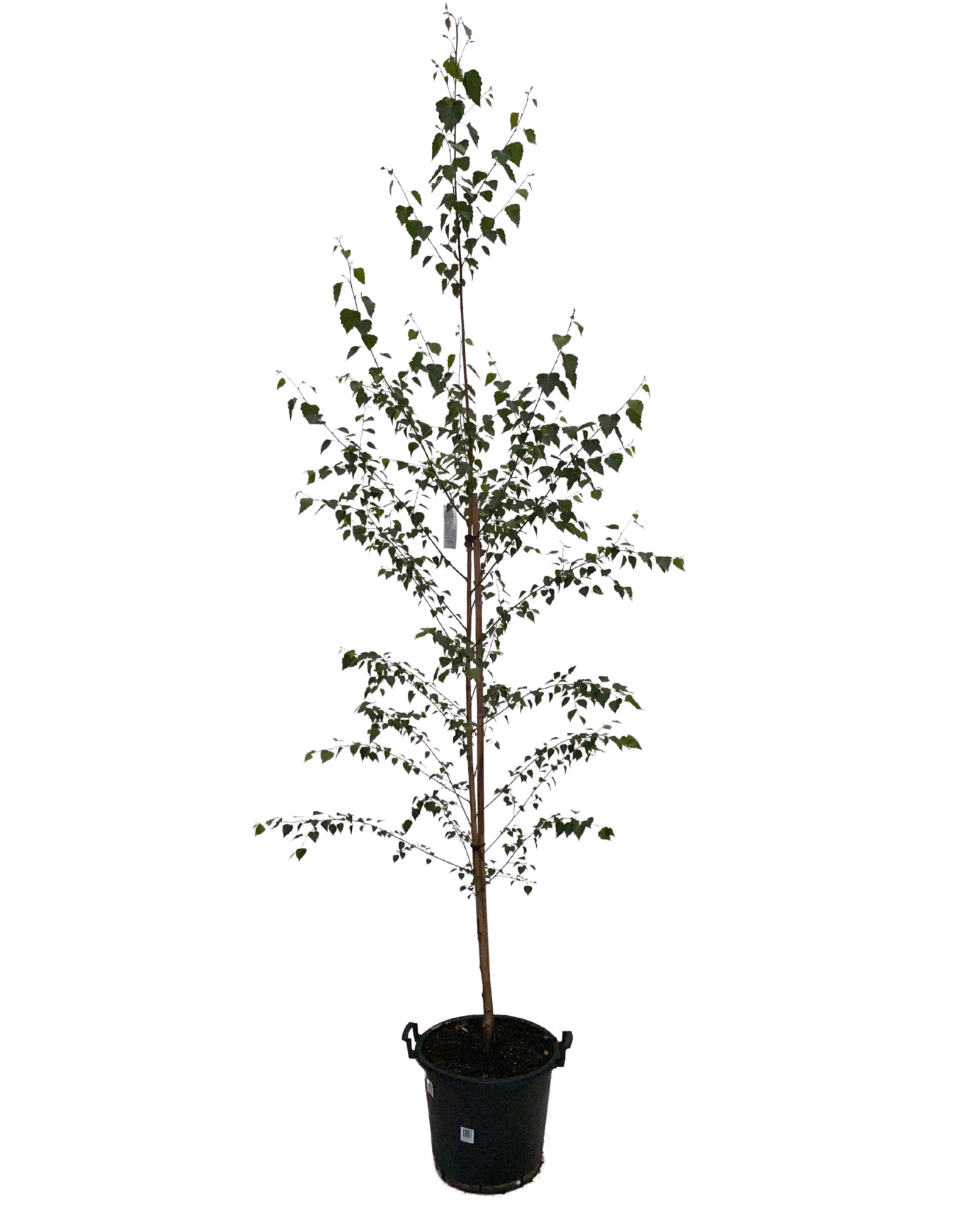 Silver Birch - Betula Pendula Moss White