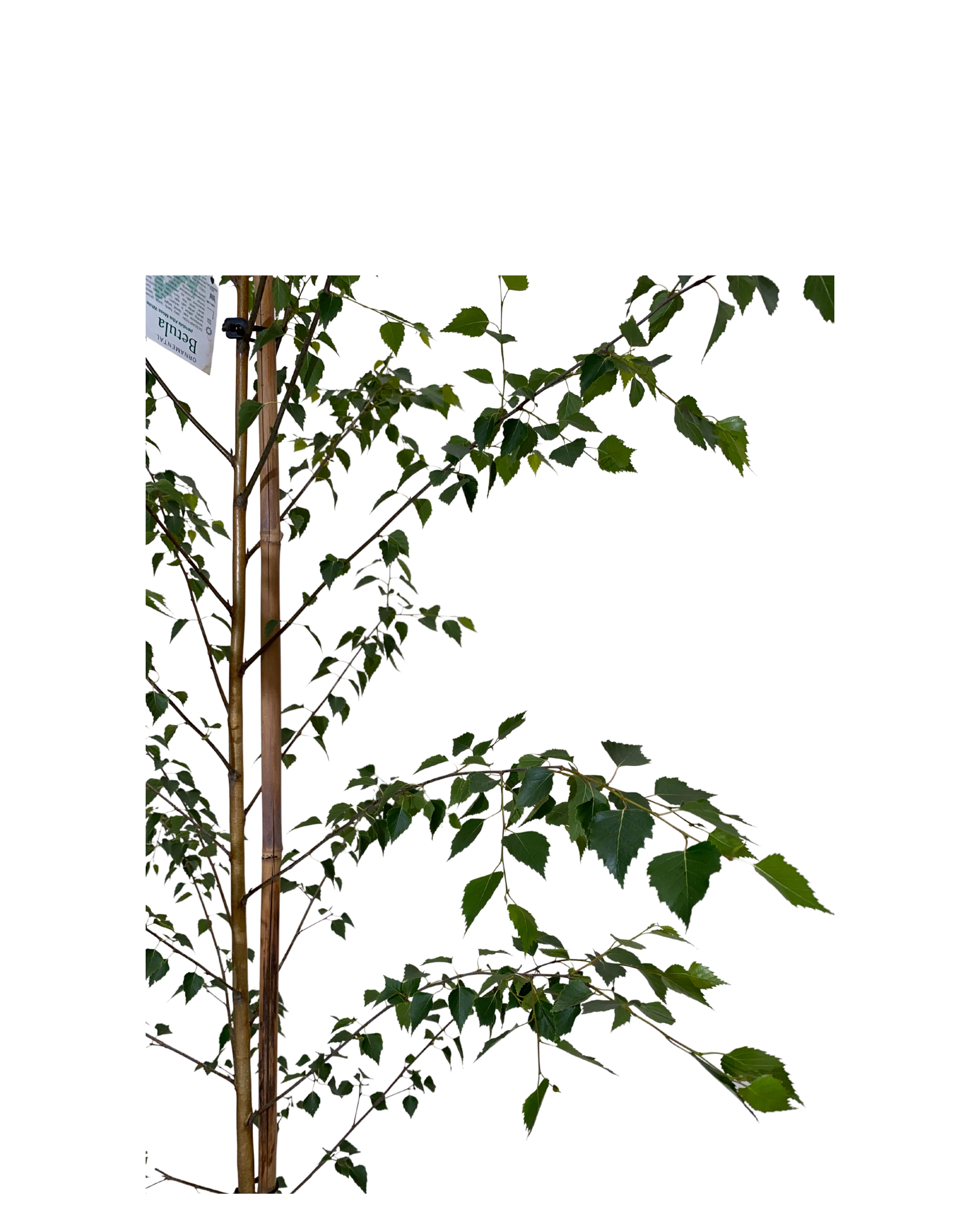 Silver Birch - Betula Pendula Moss White