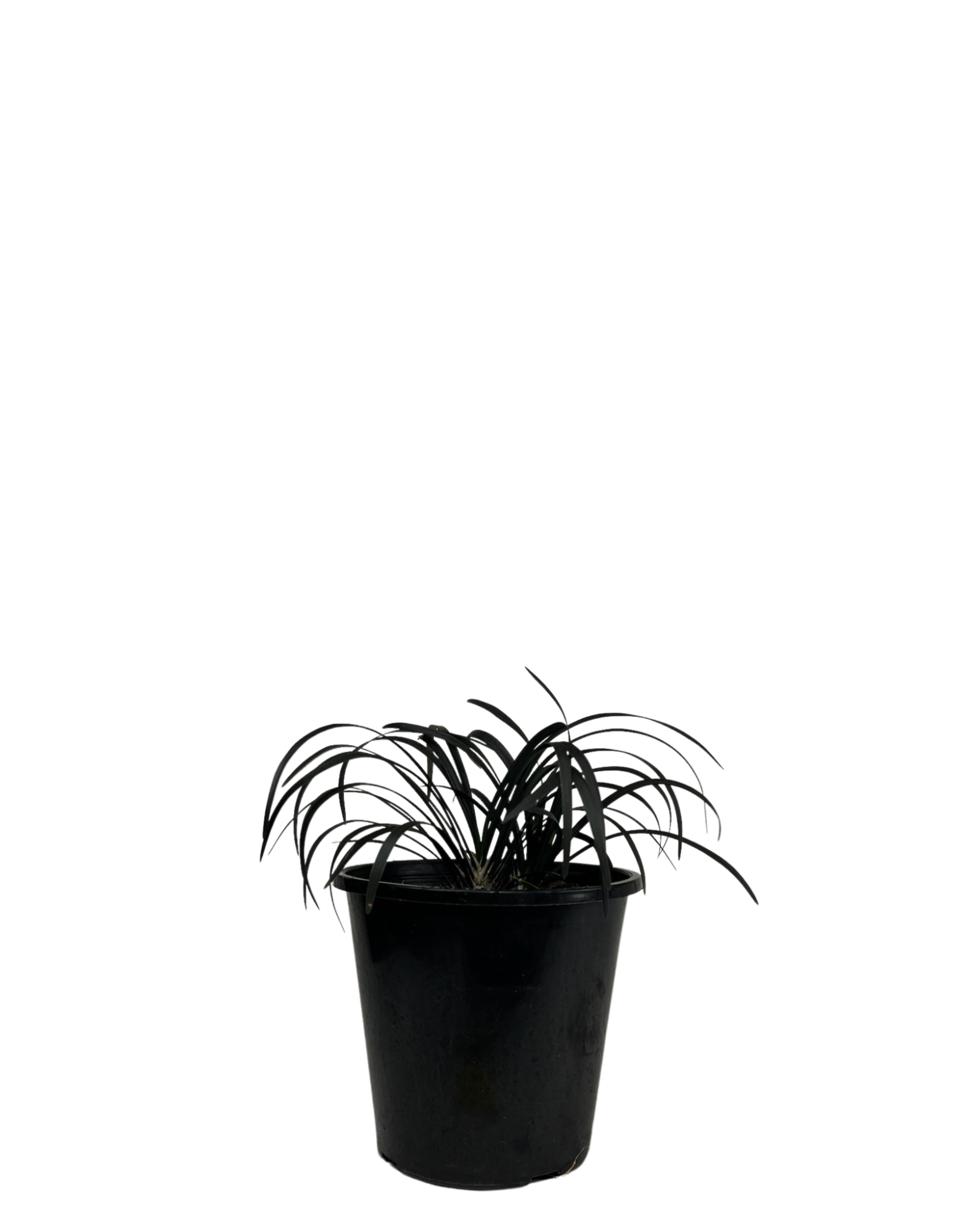 Black Mondo Grass - Ophiopogon Black Beard