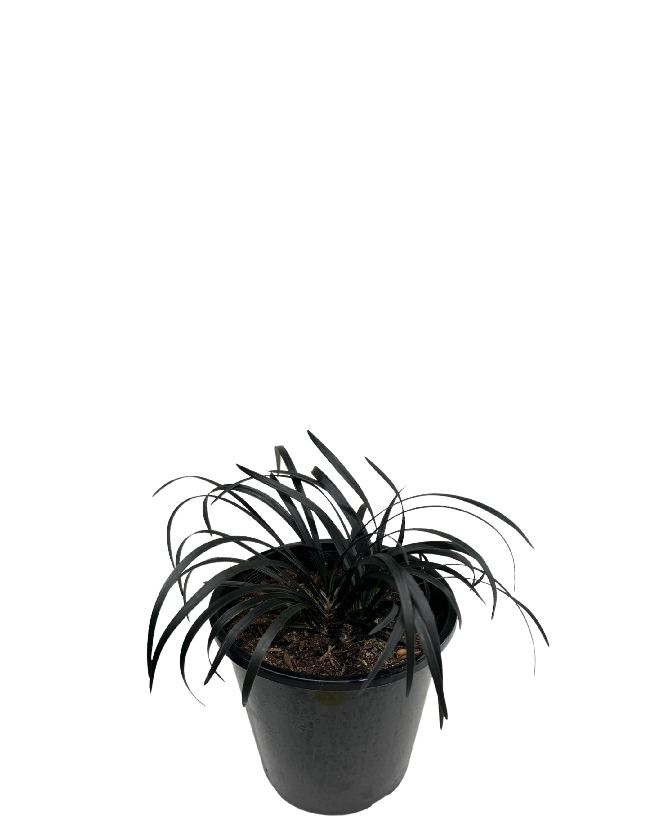 Black Mondo Grass - Ophiopogon Black Beard