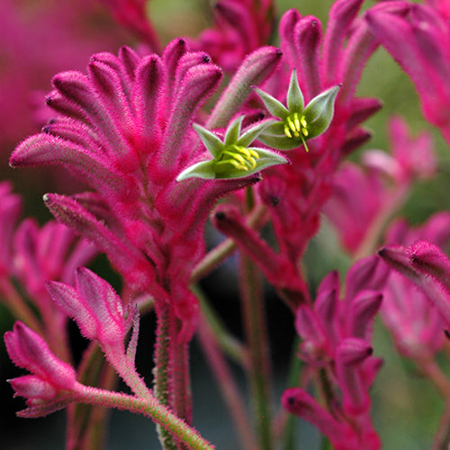 Kangaroo Paw - Anigozanthos Bush Pearl