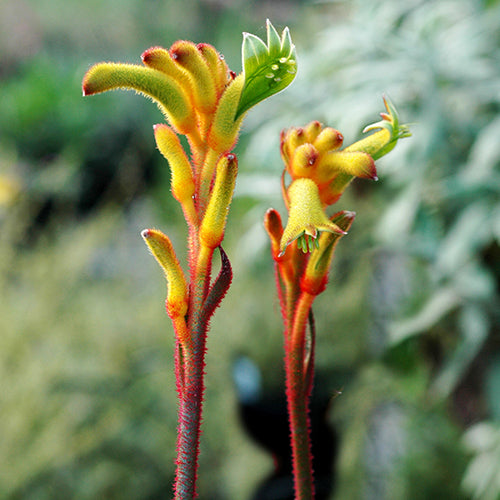 Kangaroo Paw - Anigozanthos Bush Tenacity