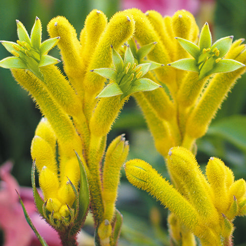 Kangaroo Paw - Anigozanthos Bush Bonanza