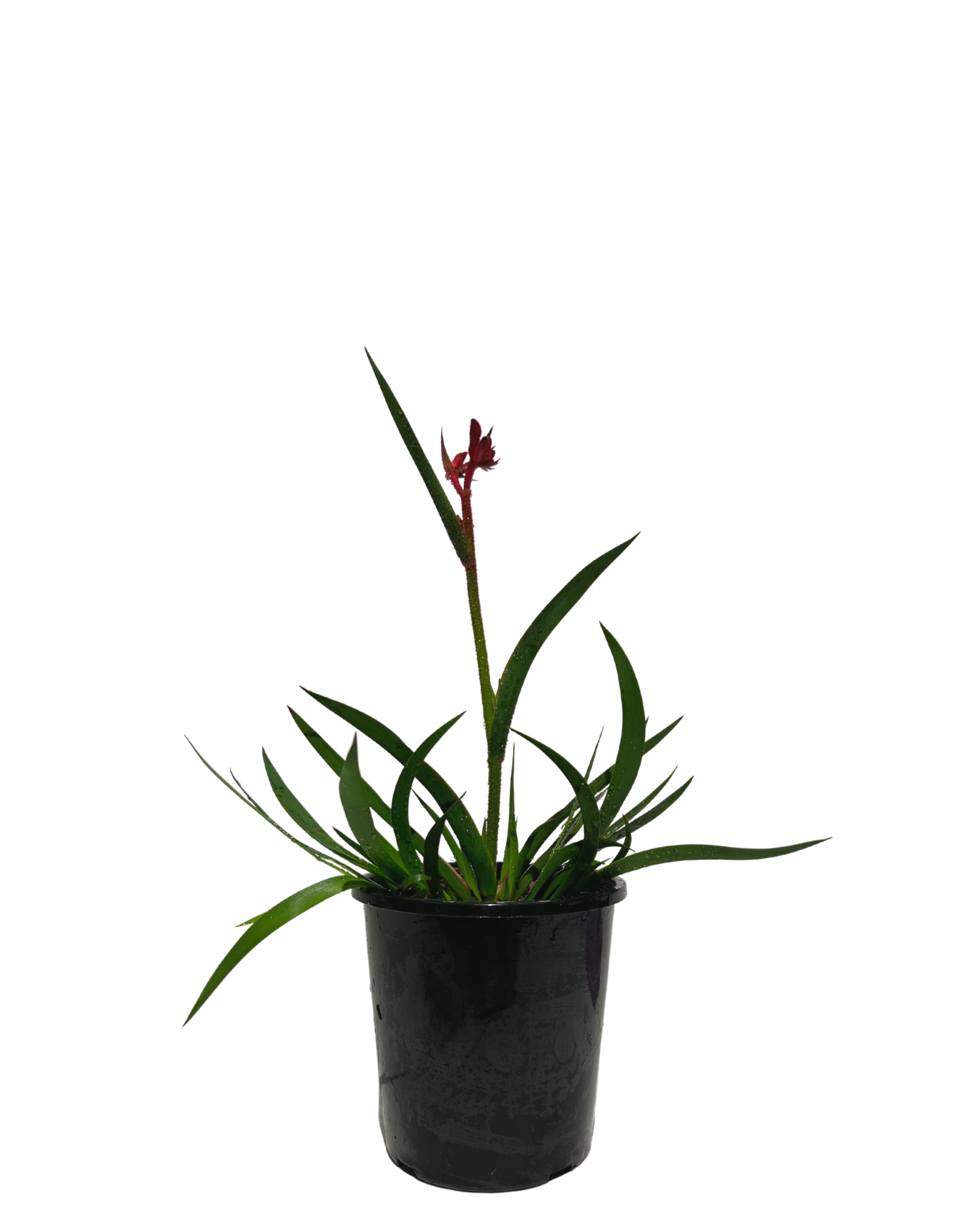 Kangaroo Paw - Anigozanthos Bush Crystal