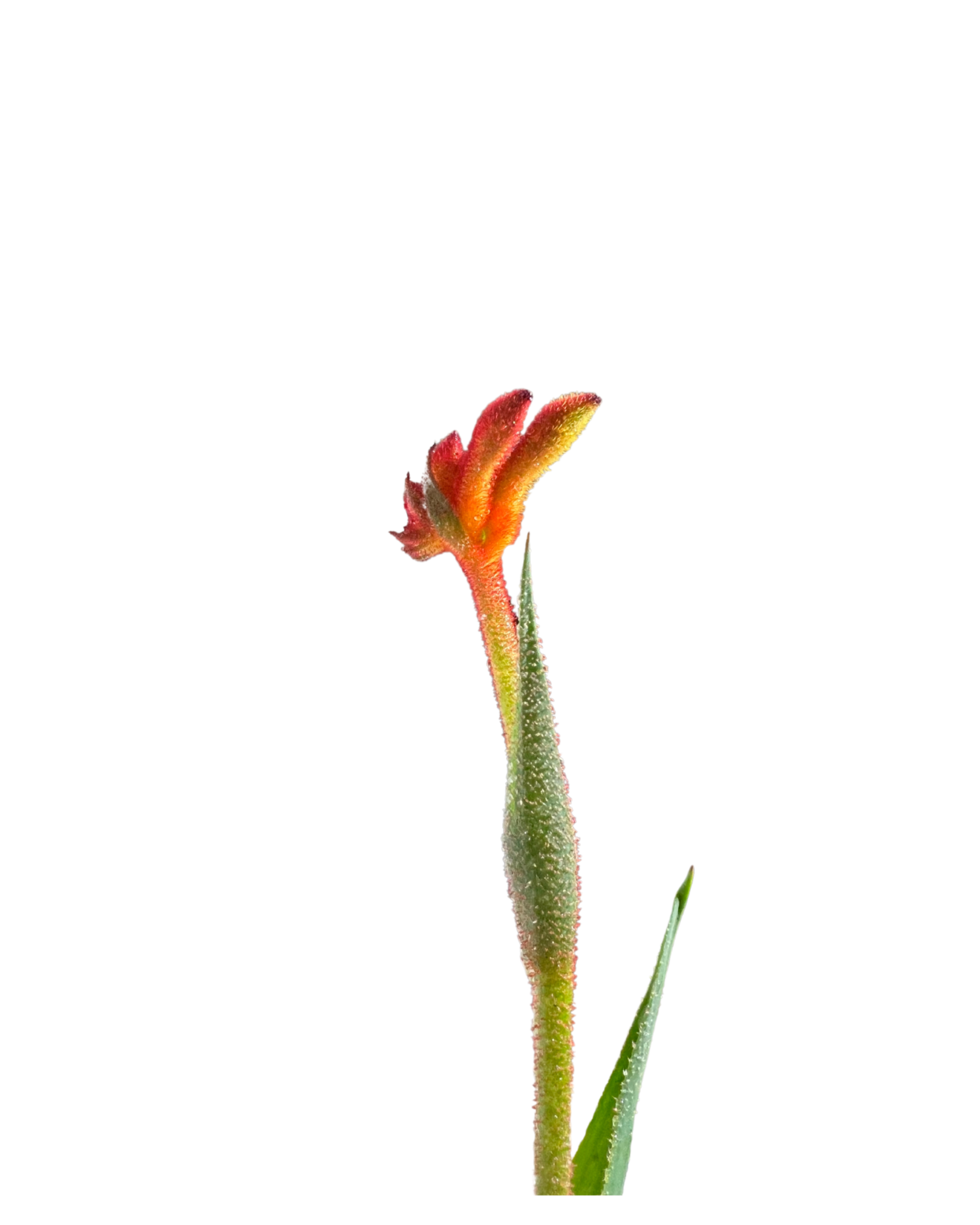 Kangaroo Paw - Anigozanthos Anigozanthos Surprise