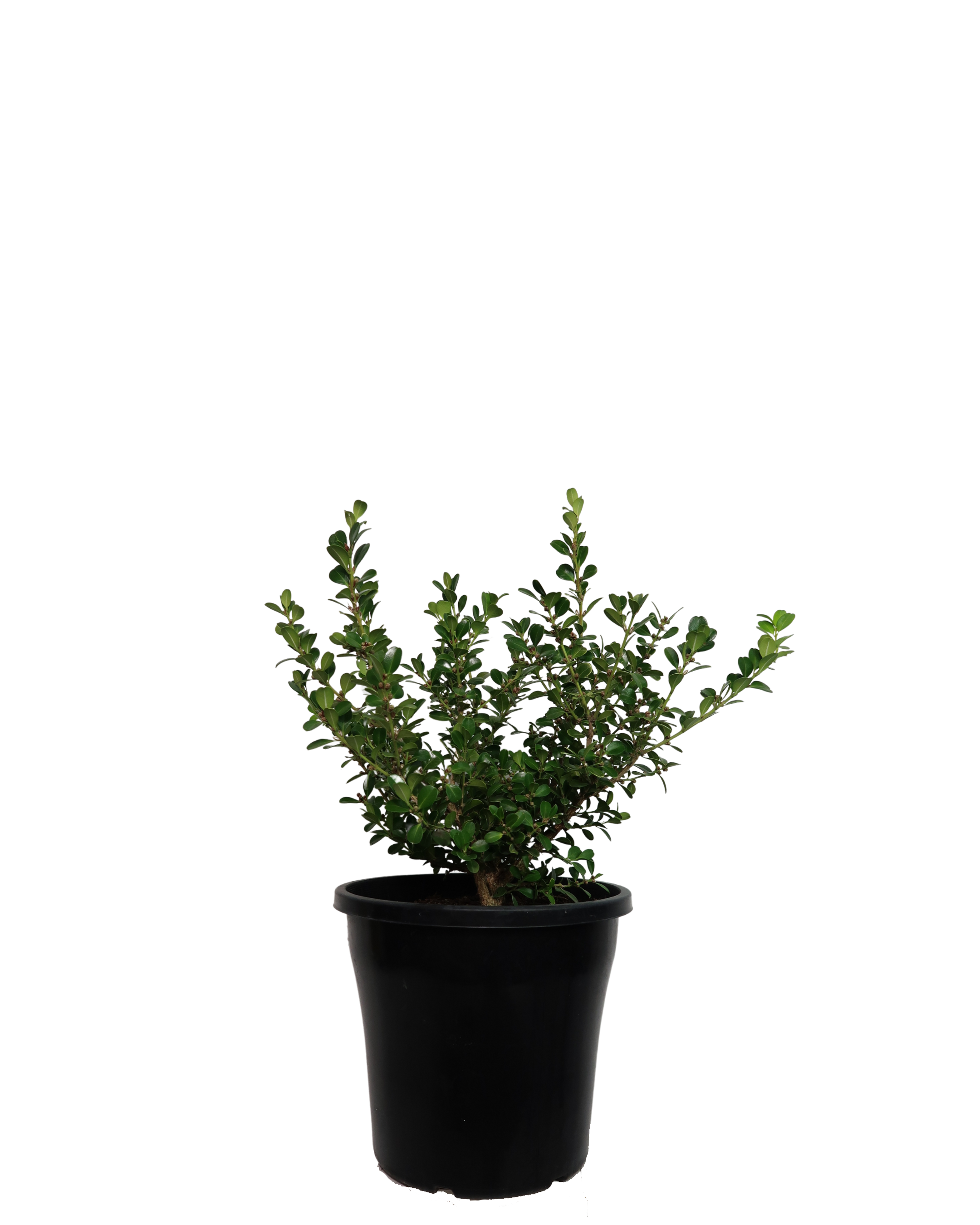 Japanese Box - Buxus Microphylla Japonica