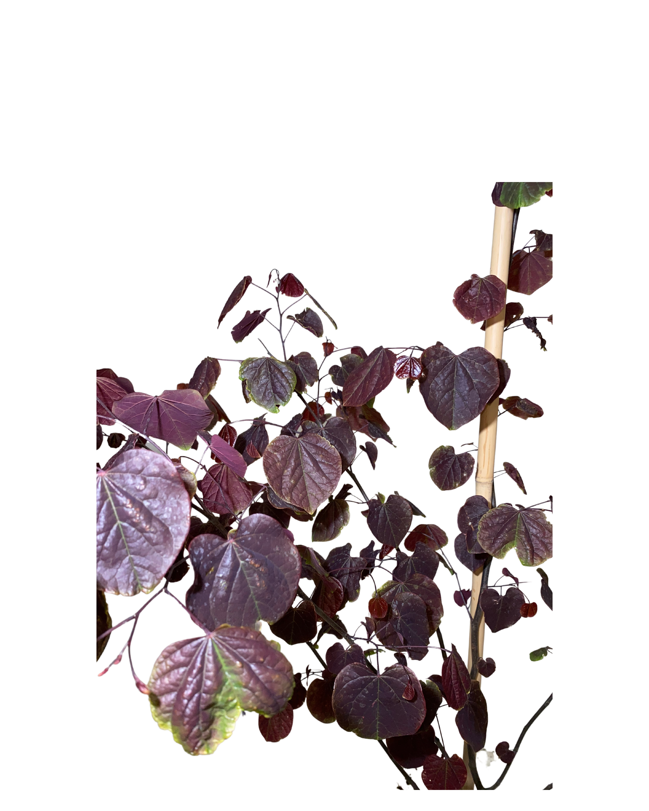 Cercis Canadensis Forest Pansy