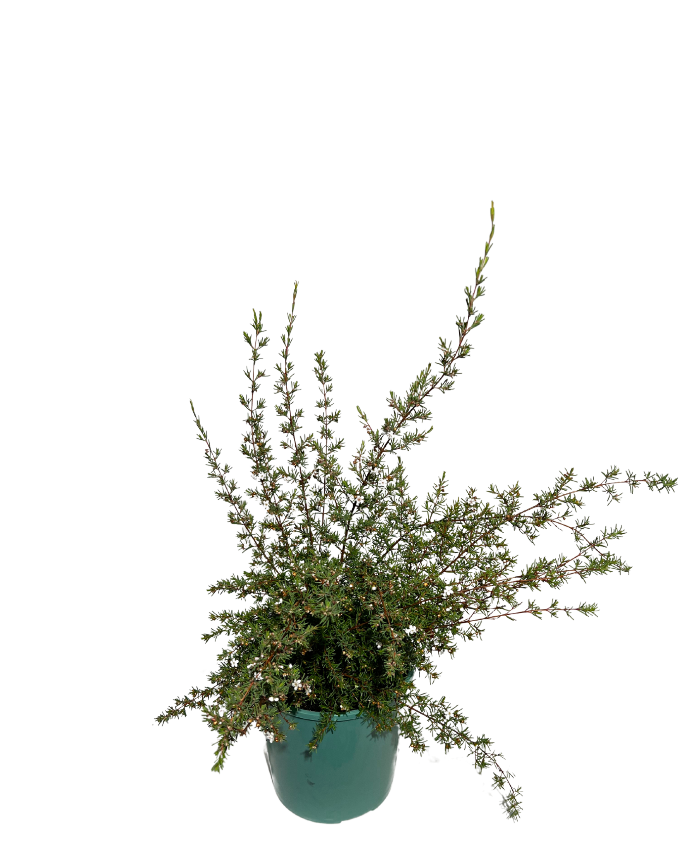 Geraldton Wax - Chamelaucium Ciliatum