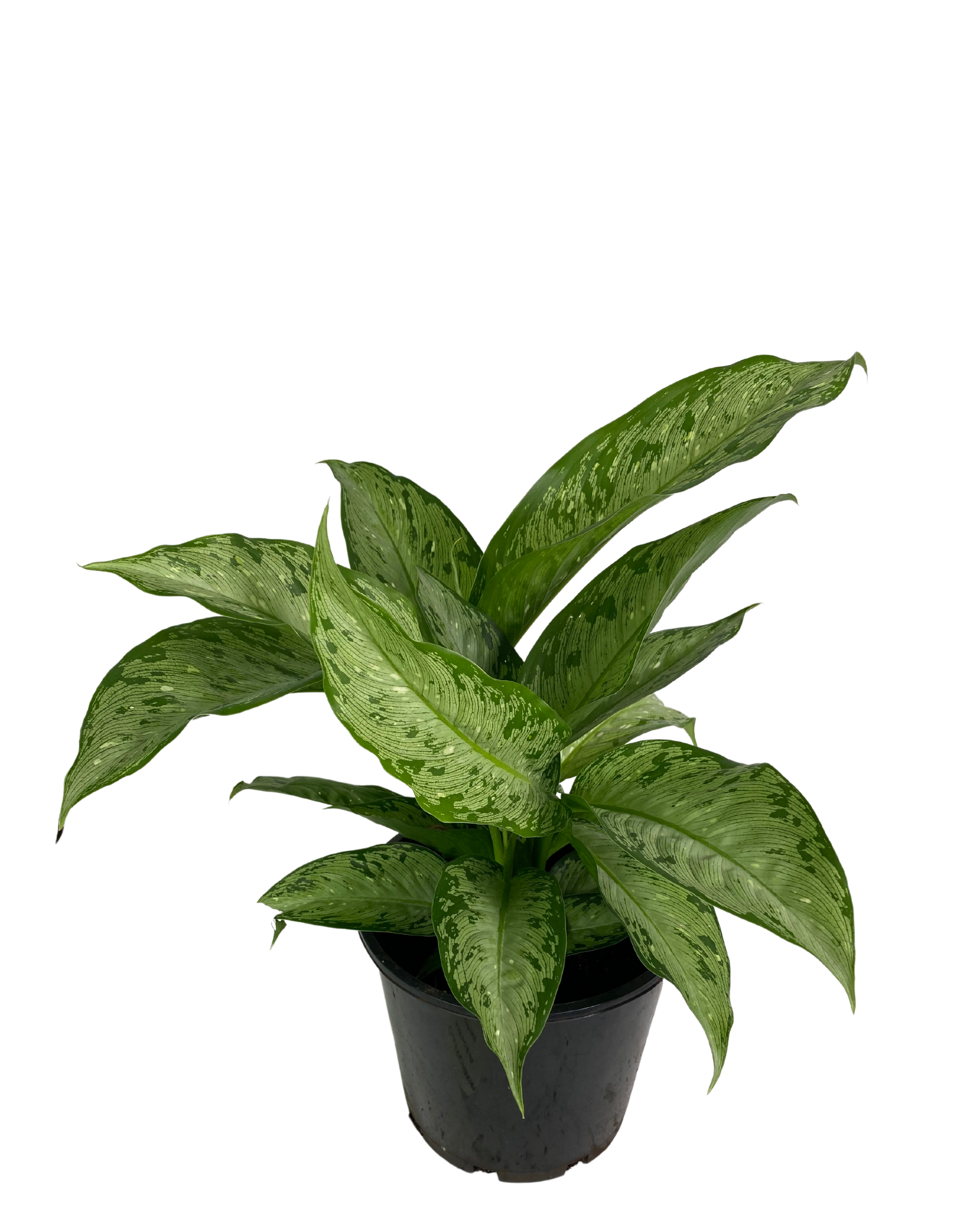 Dieffenbachia Memoria Carsii