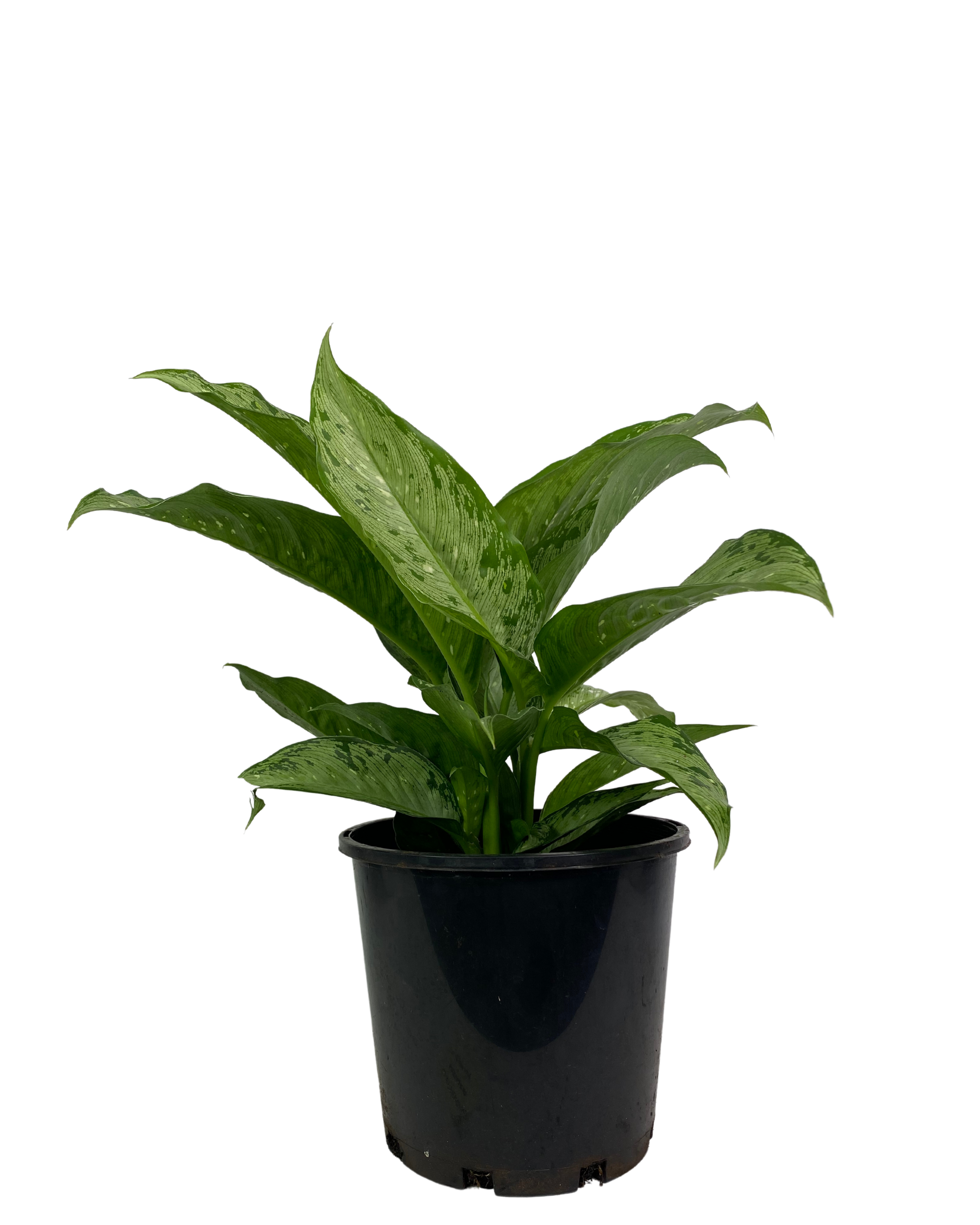 Dieffenbachia Memoria Carsii