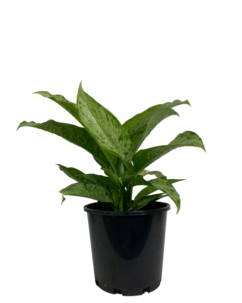 dieffenbachia memoria corsii plant care Dieffenbachia Memoria Corsii | Indoor Plant Perth