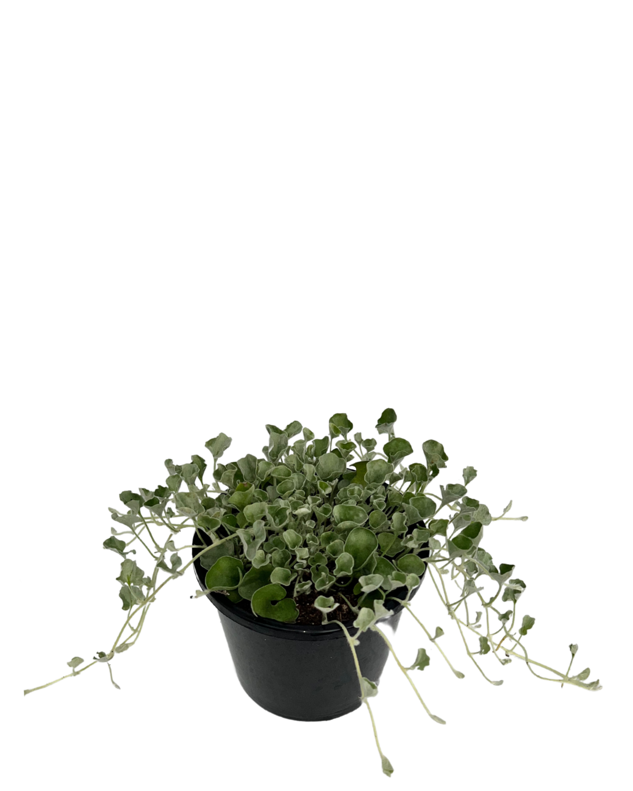 Dichondra Silver Falls