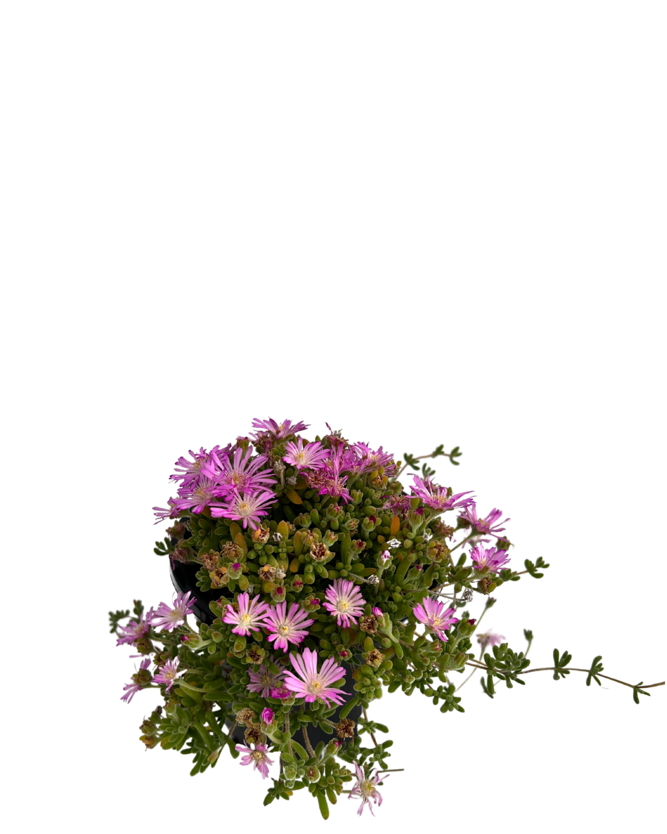 Miniature Pigs Face - Drosanthemum Hispidum