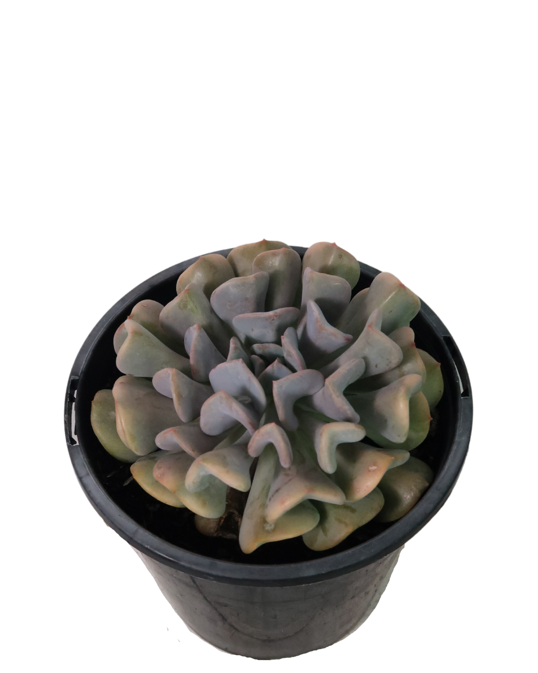 Echeveria Cubic Frost