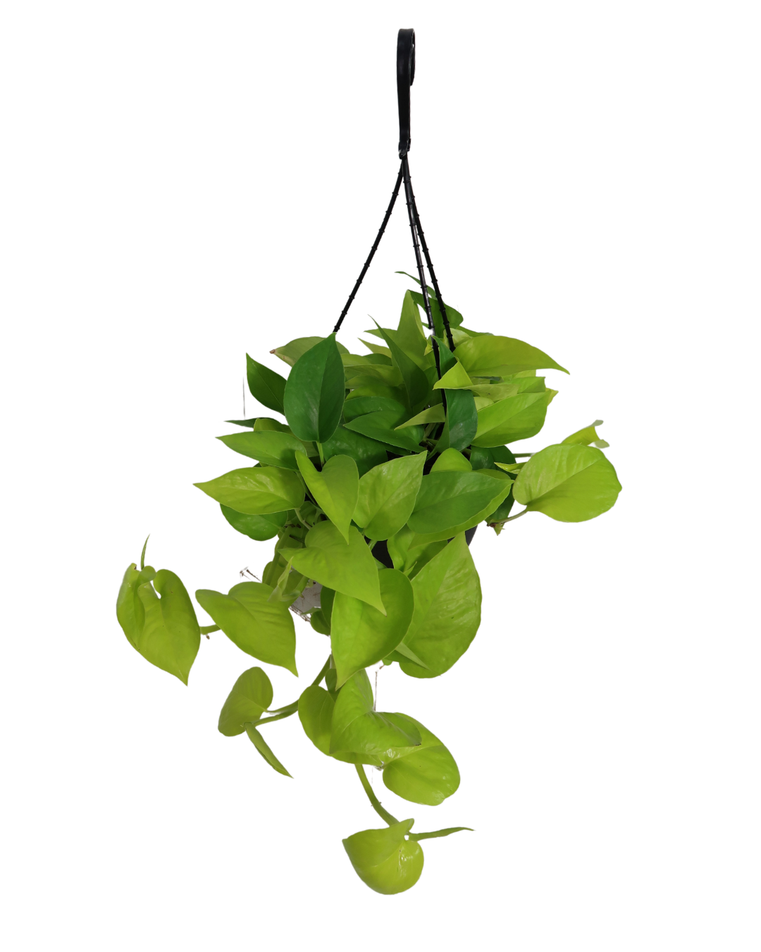 Epipremnum Goldilocks Hanging Basket