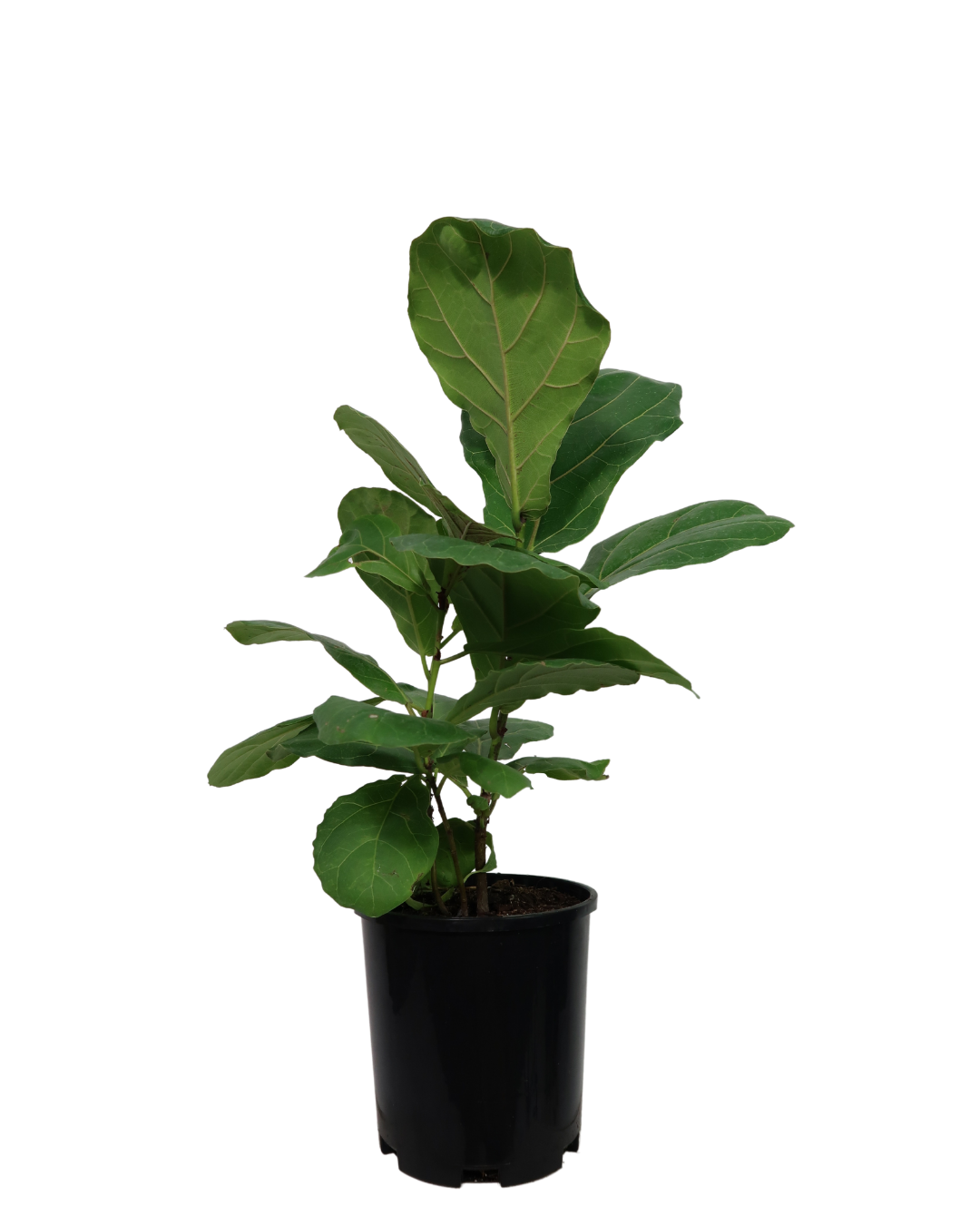 Fiddle Leaf Fig - Ficus Lyrata