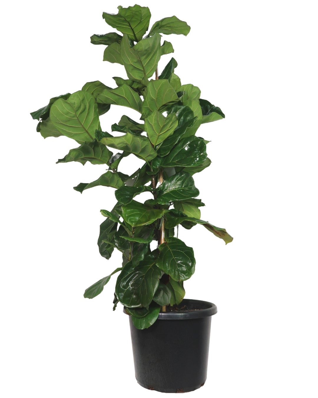 Fiddle Leaf Fig - Ficus Lyrata