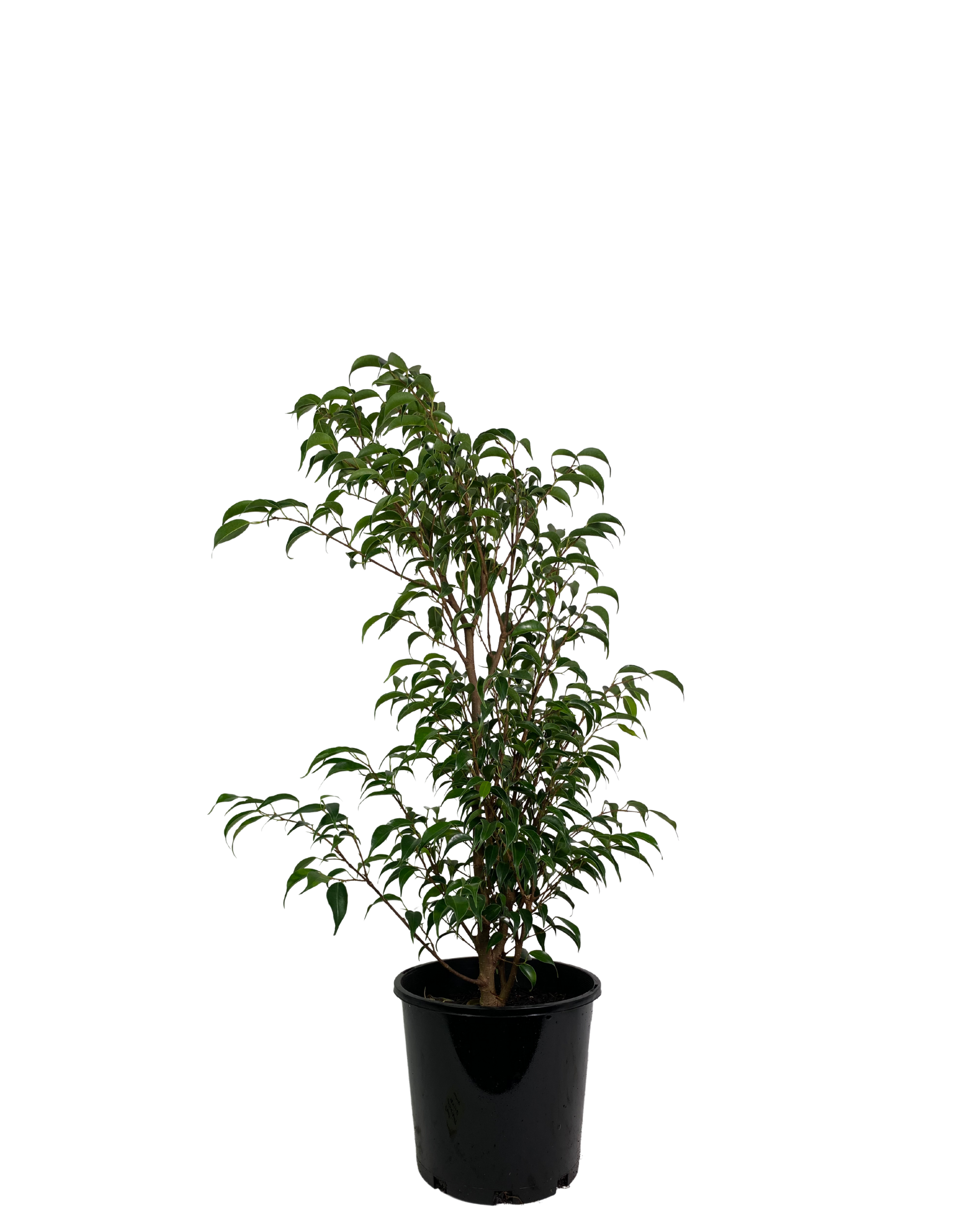 Ficus Midnight Petite