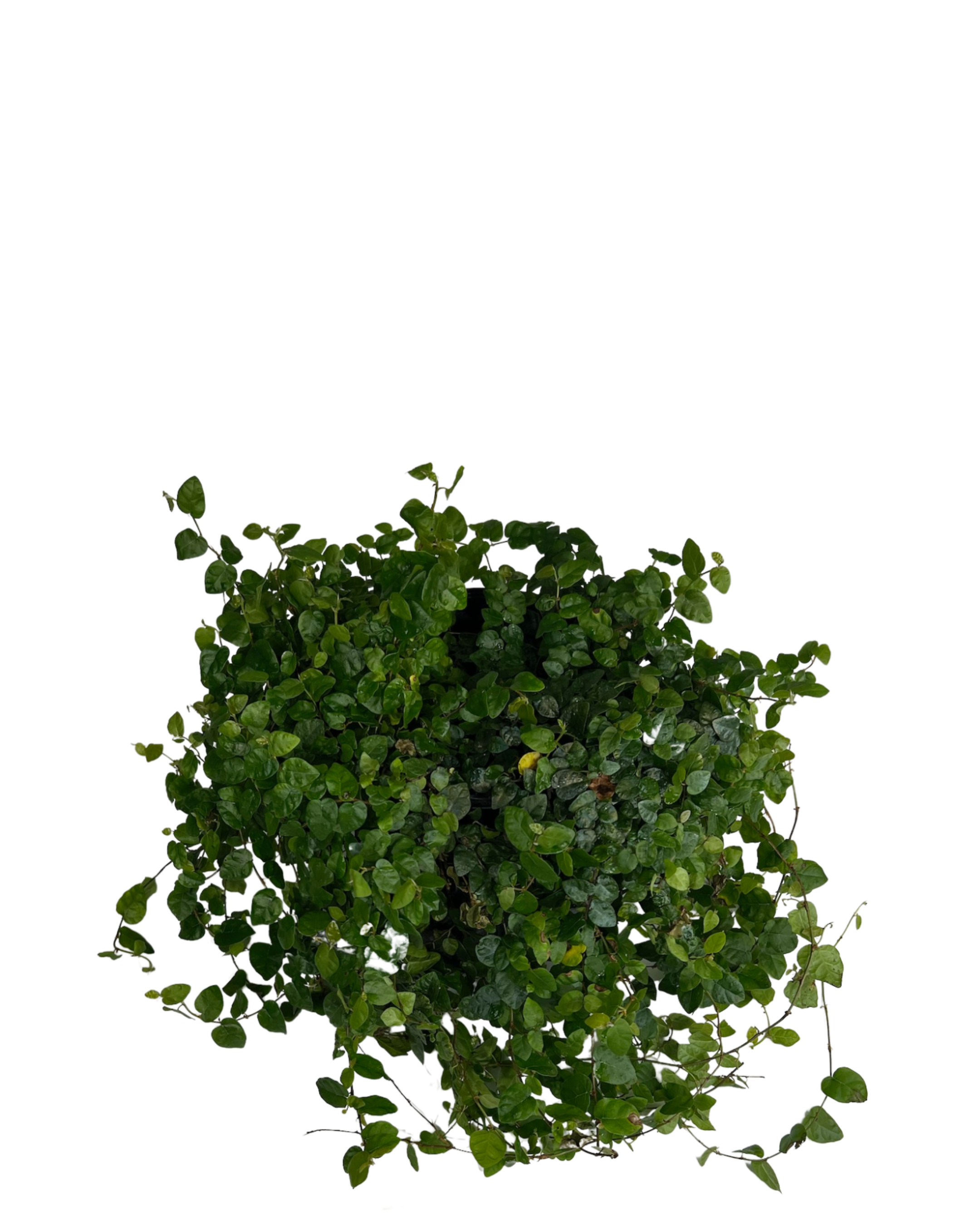 Creeping Fig - Ficus Pumila