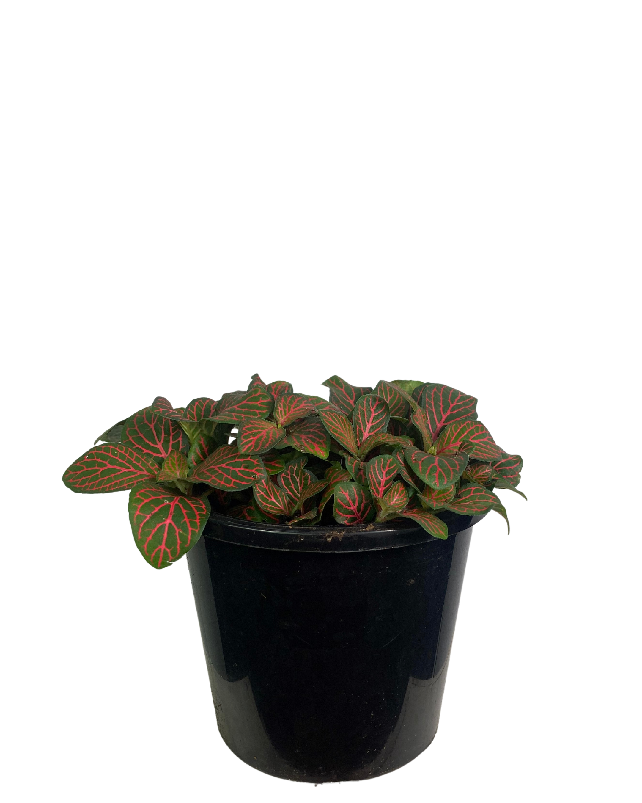 Fittonia Flaming