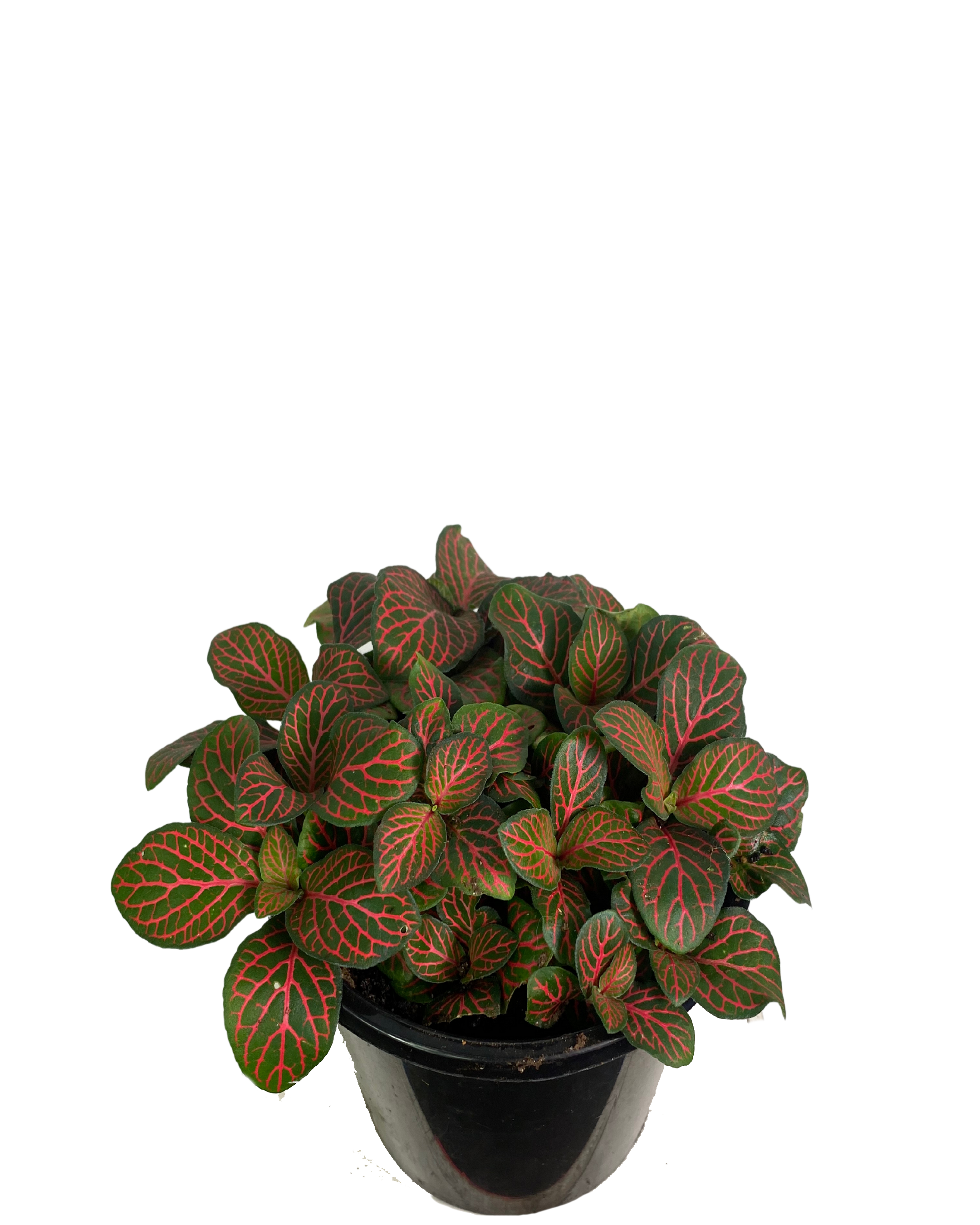 Fittonia Flaming