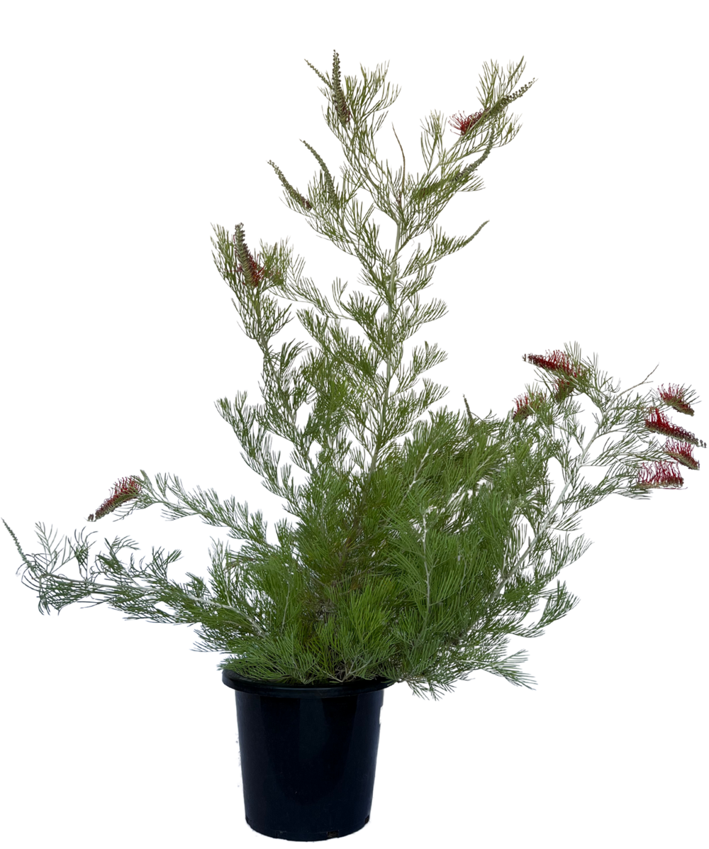 Grevillea Scarlet Moon